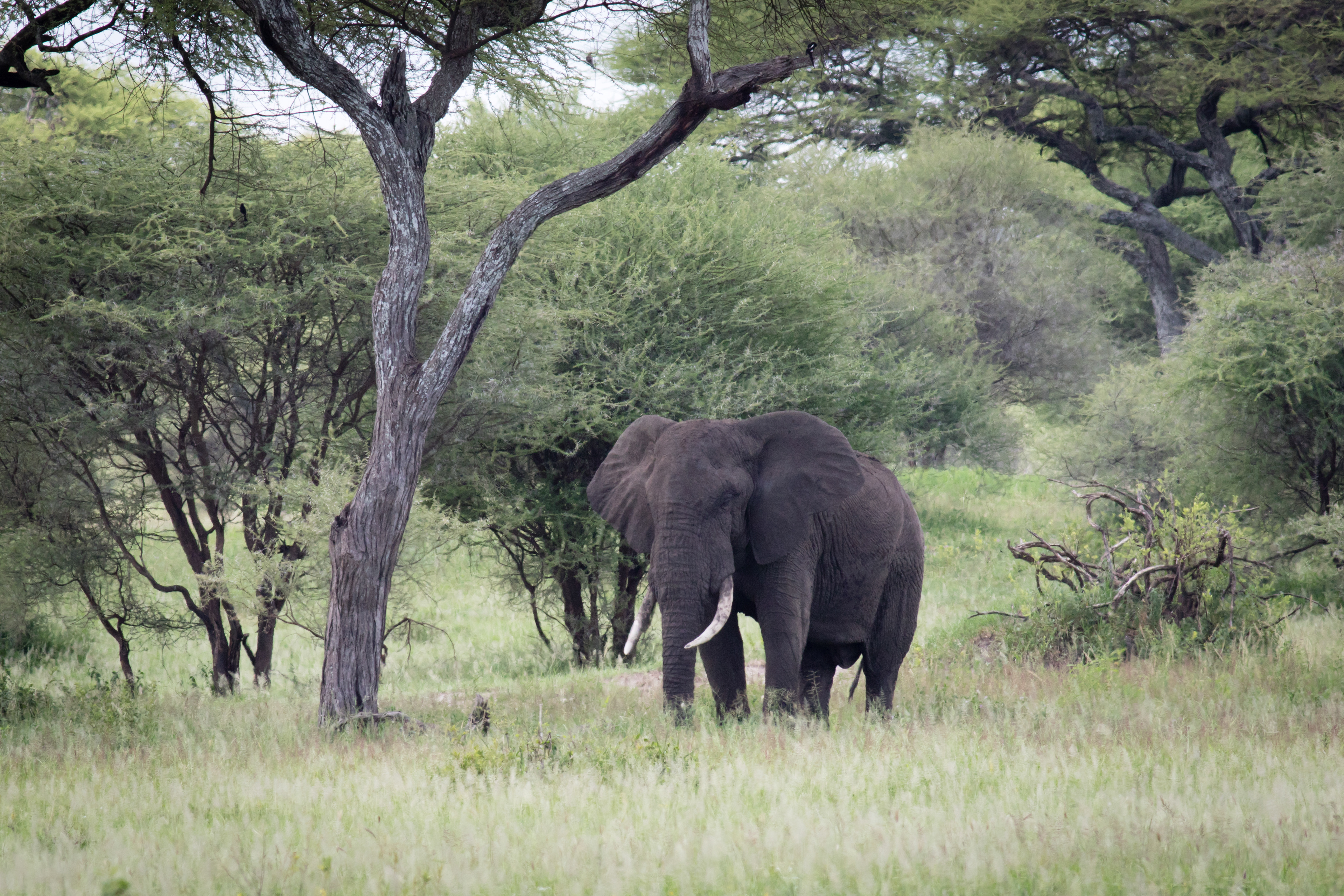 African elephant