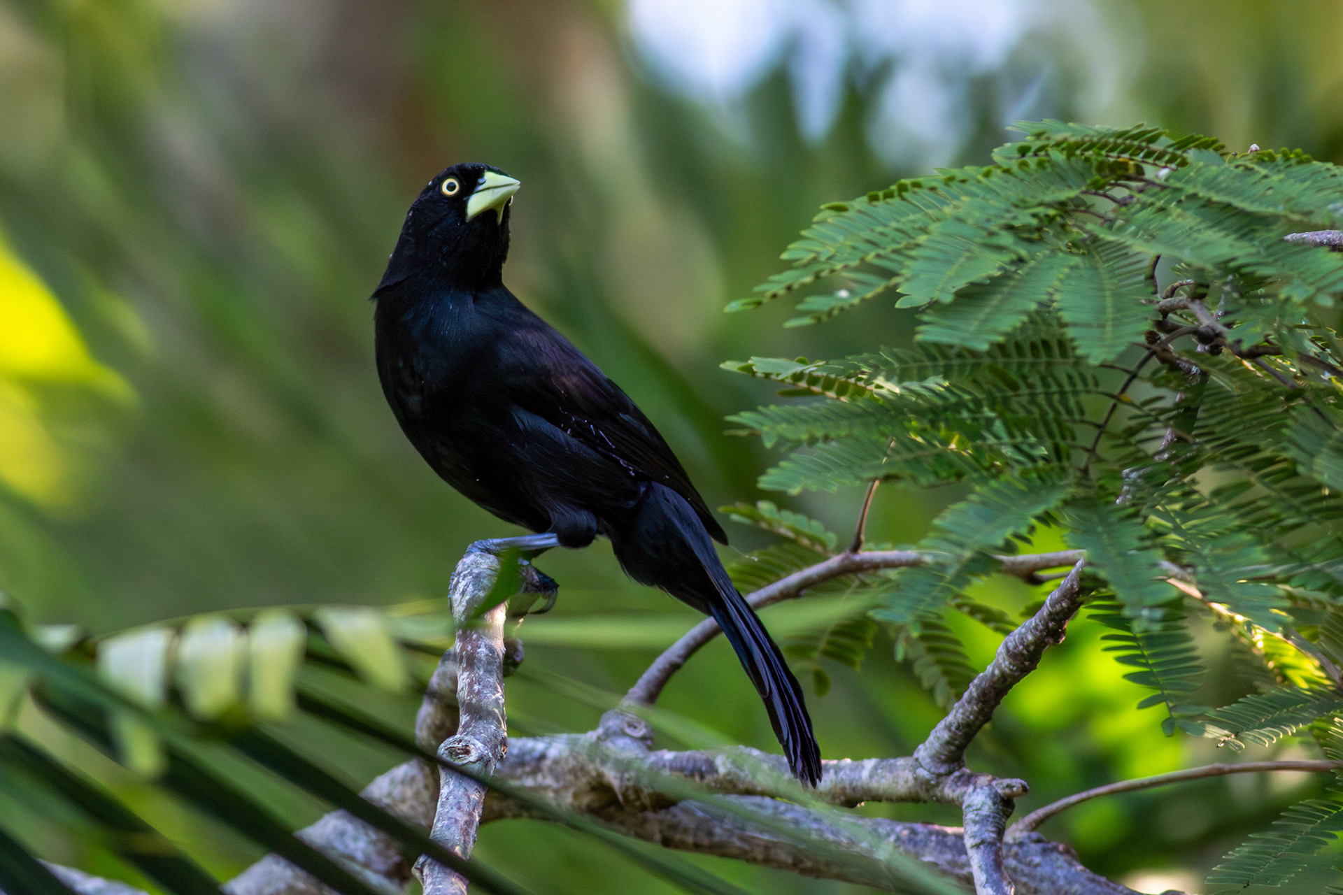Yellow-billed Cacique