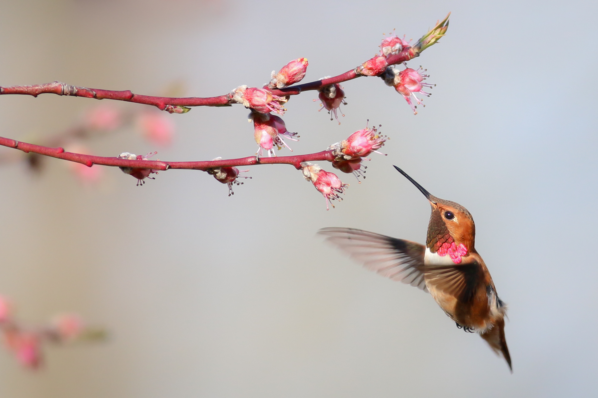 Rufous Hummingbird - male - BC