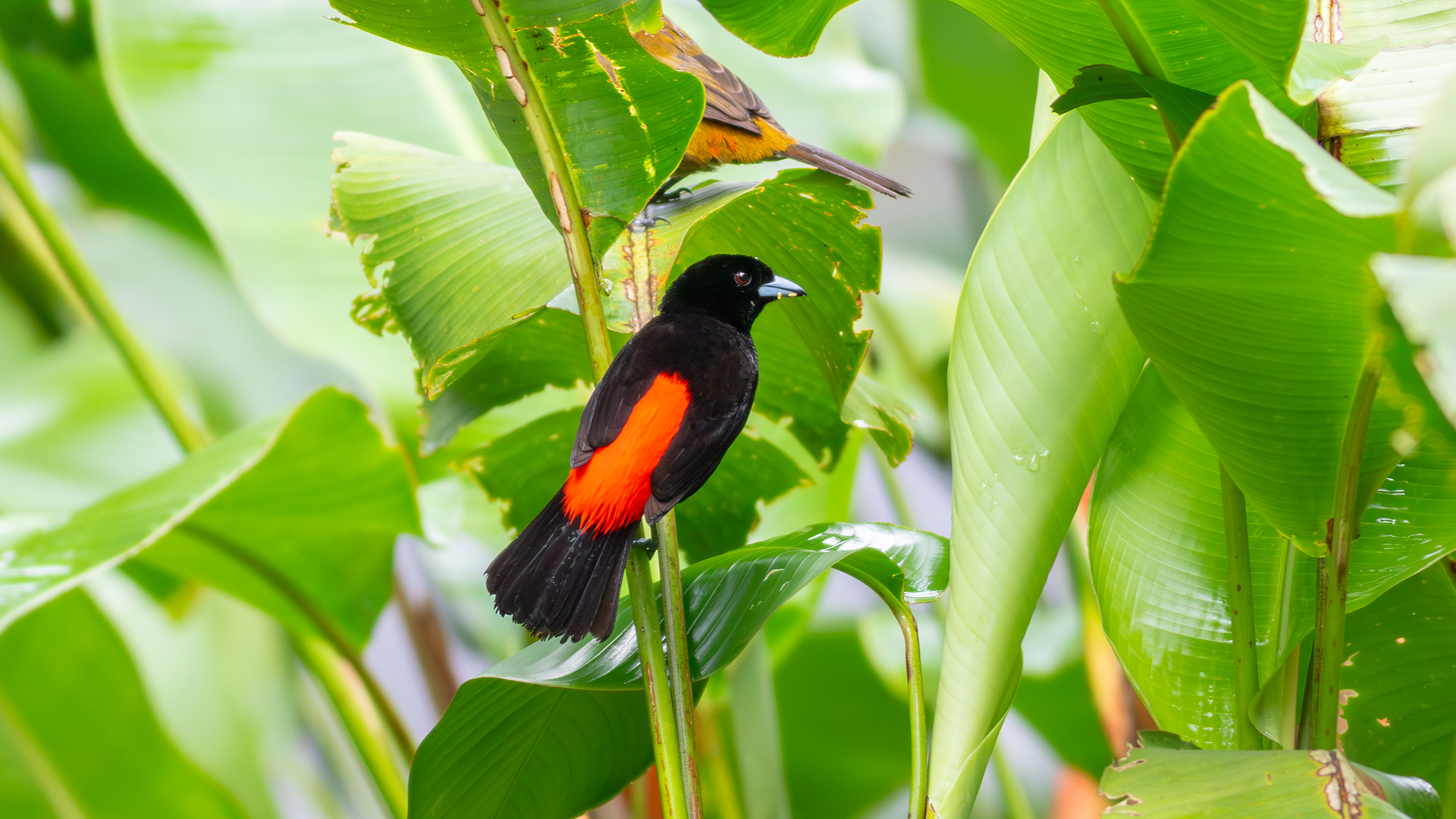 Scarlet-rumped Tanager, male - Aranal Observatory