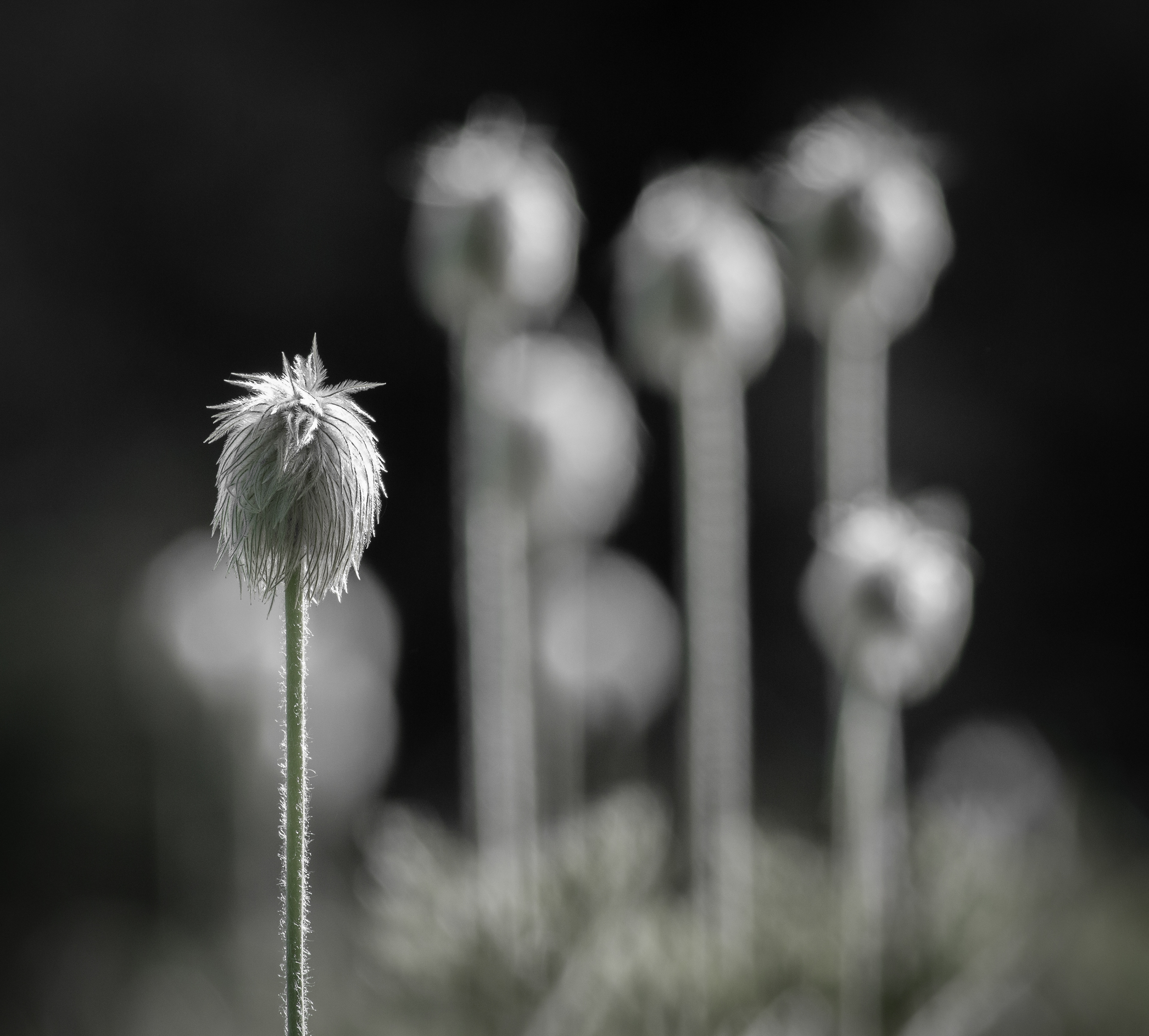 Western Anemone - BC