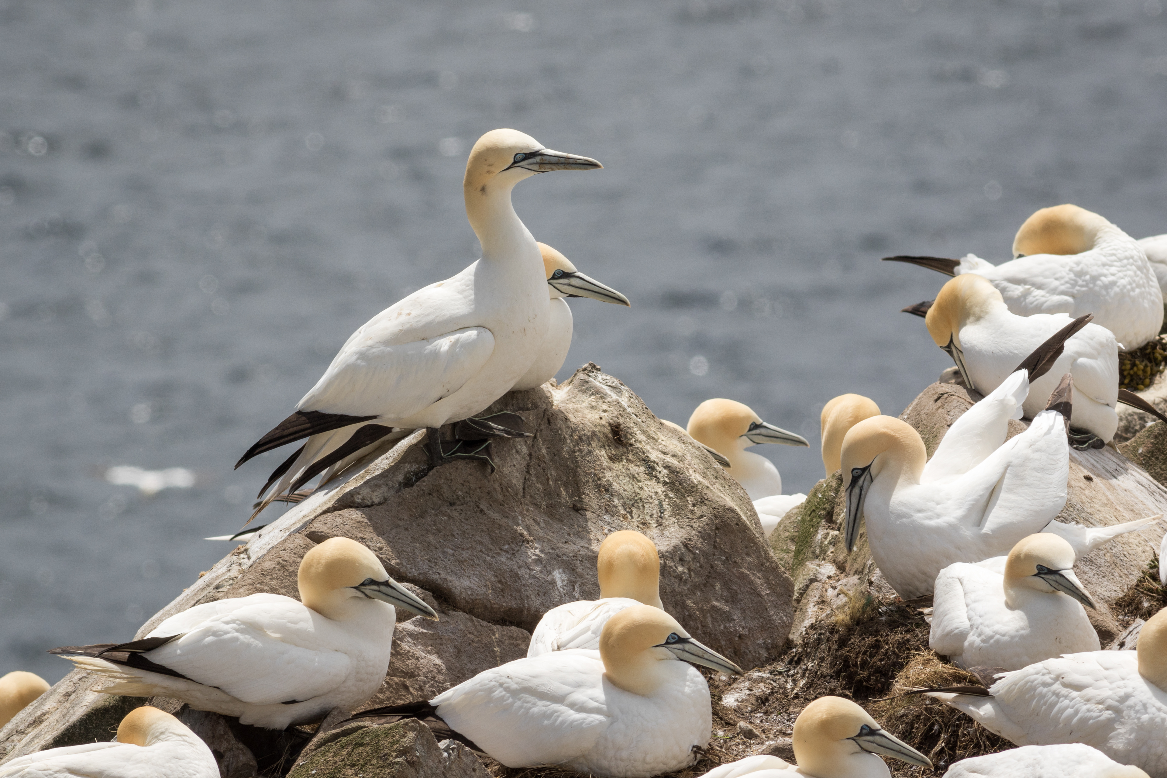 Northern Gannet - Newfoundland
