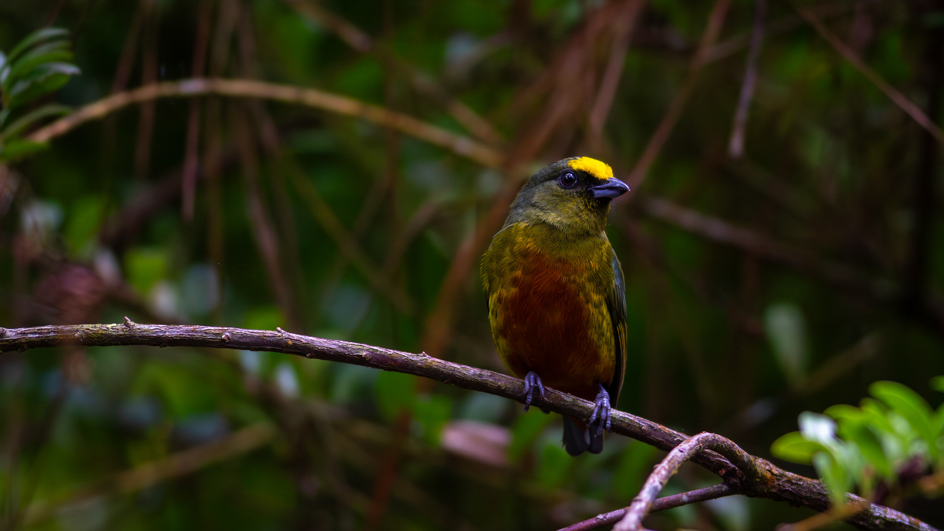Olive-backed Euphonia - Aranal Observatory