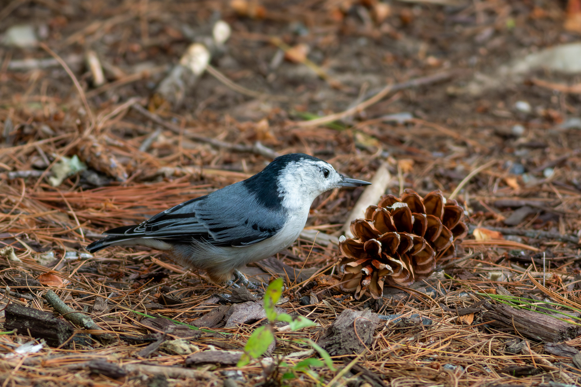 White-breasted Nuthatch