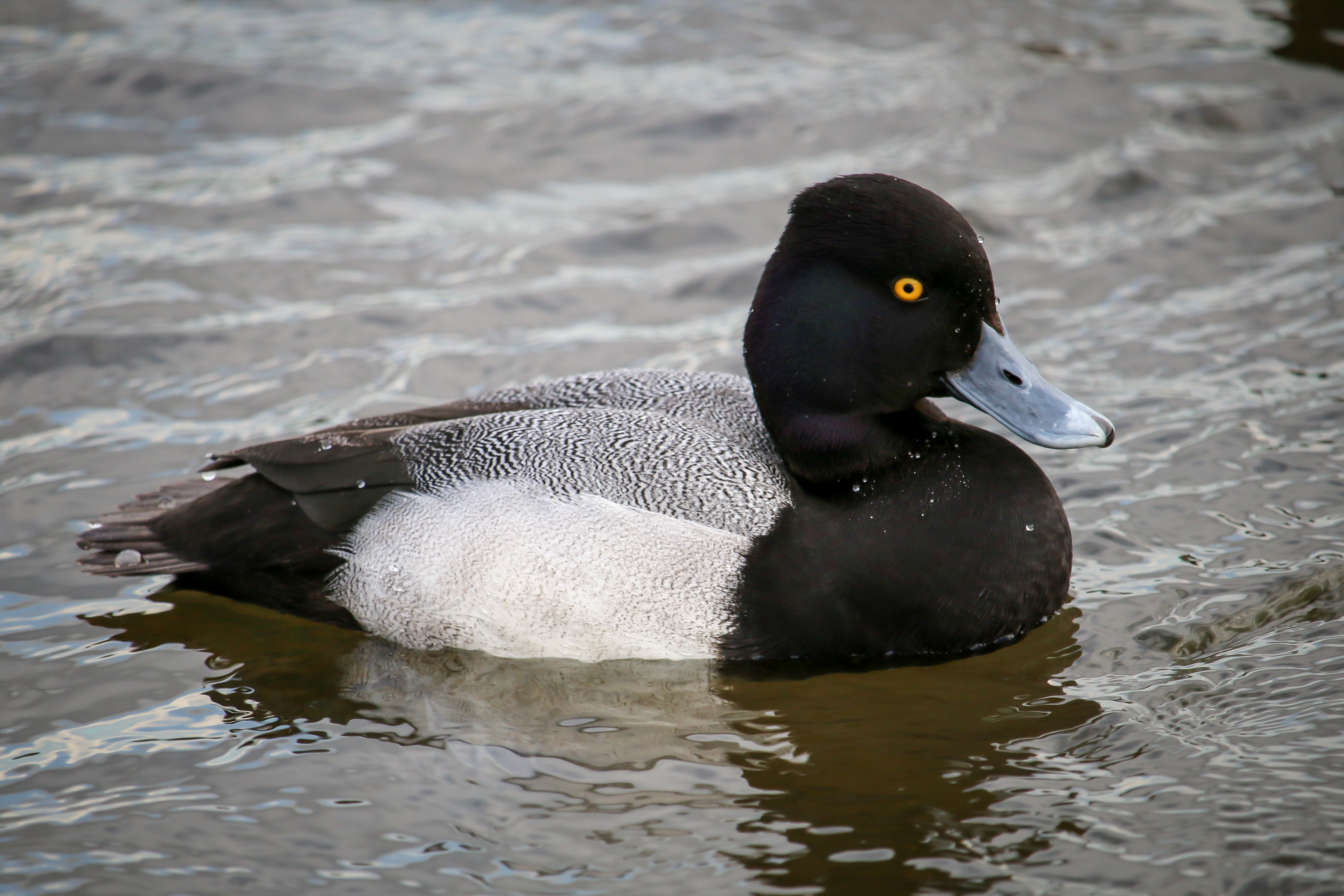 Lesser Scaup - male - BC
