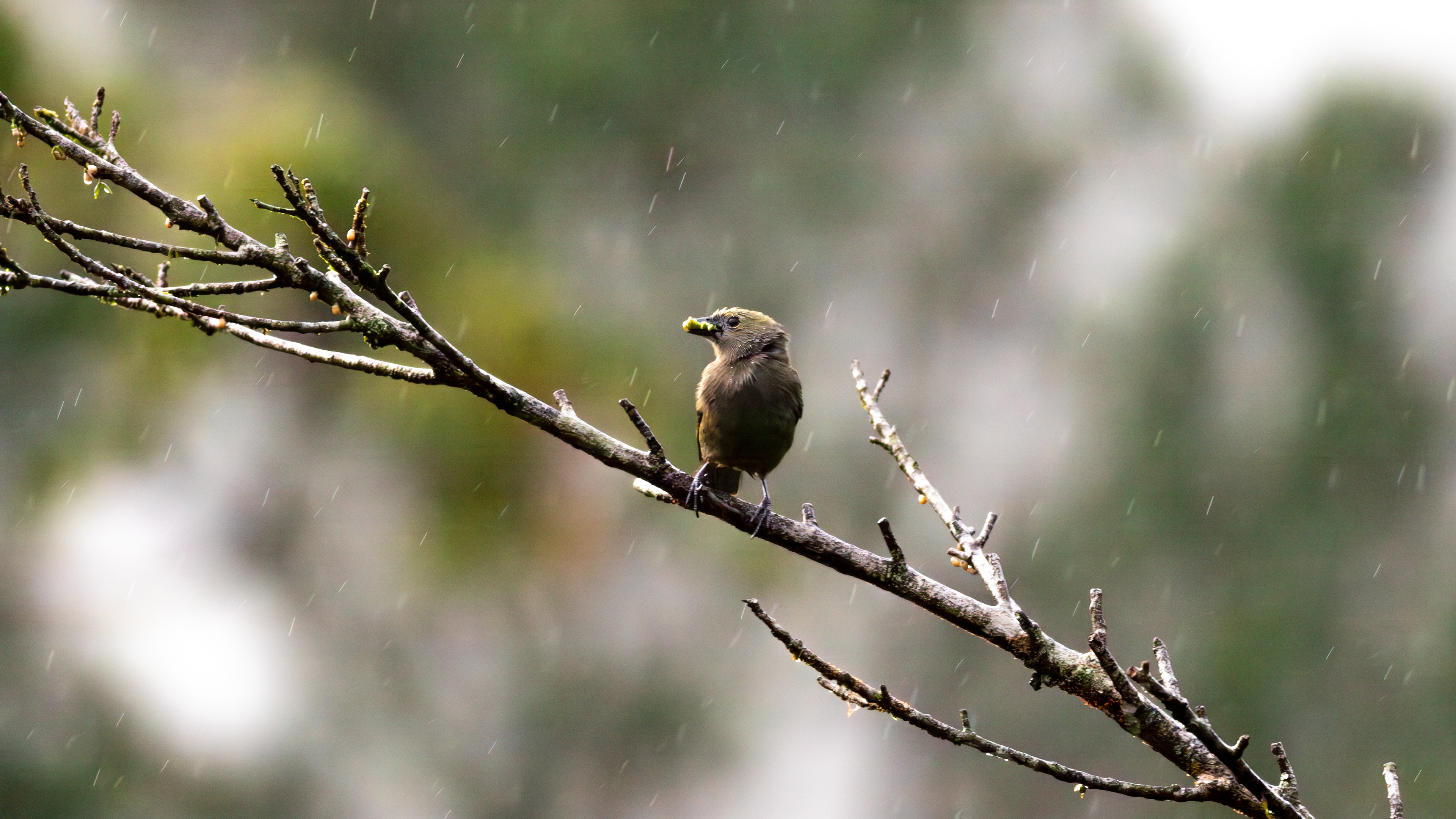 Palm Tanager - Aranal Observatory