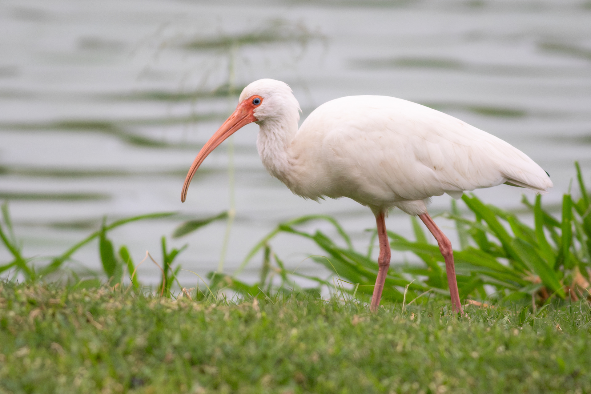 White Ibis - Nayarit