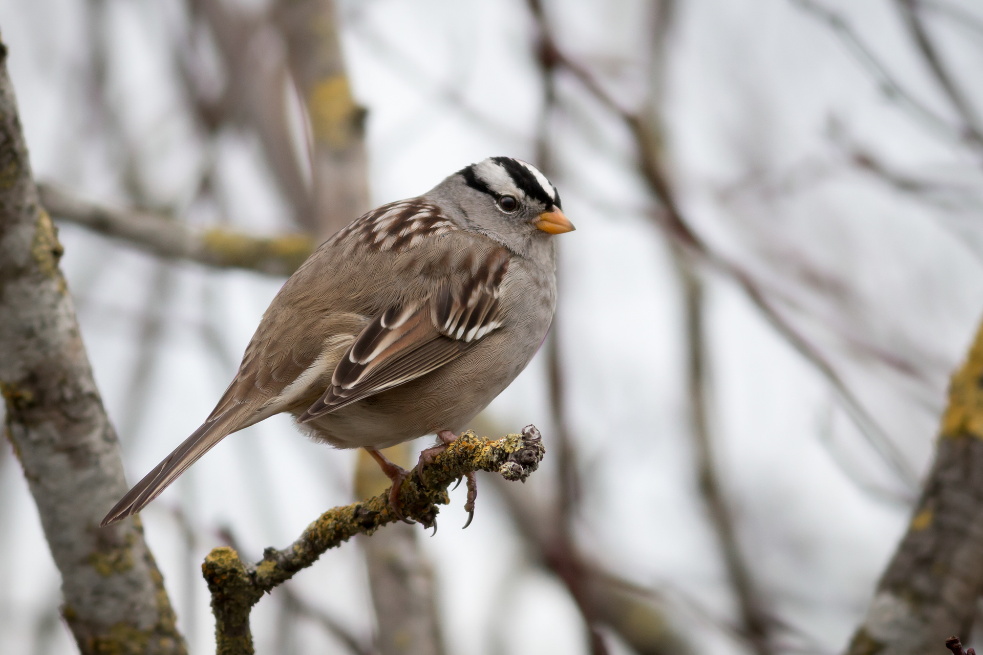 White-crowned Sparrow