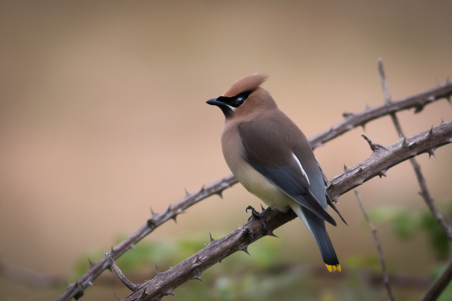 Cedar Waxwing - BC