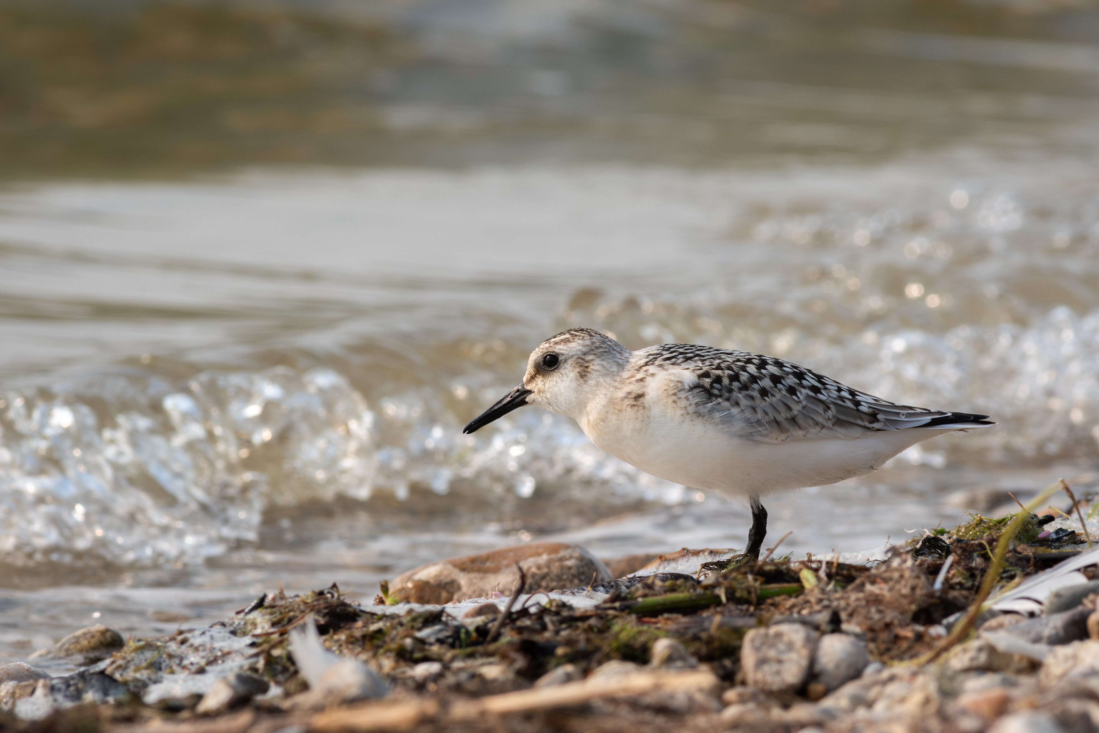 Sanderling - Idaho