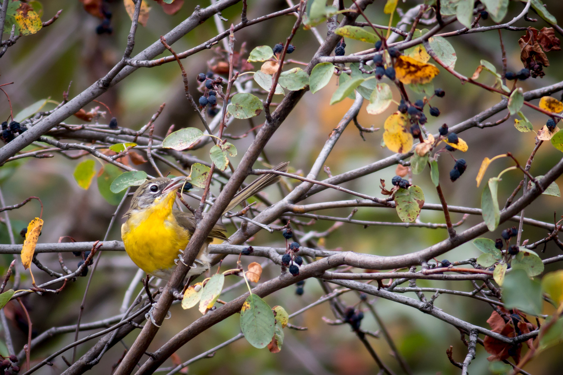 Yellow-breasted Chat - BC