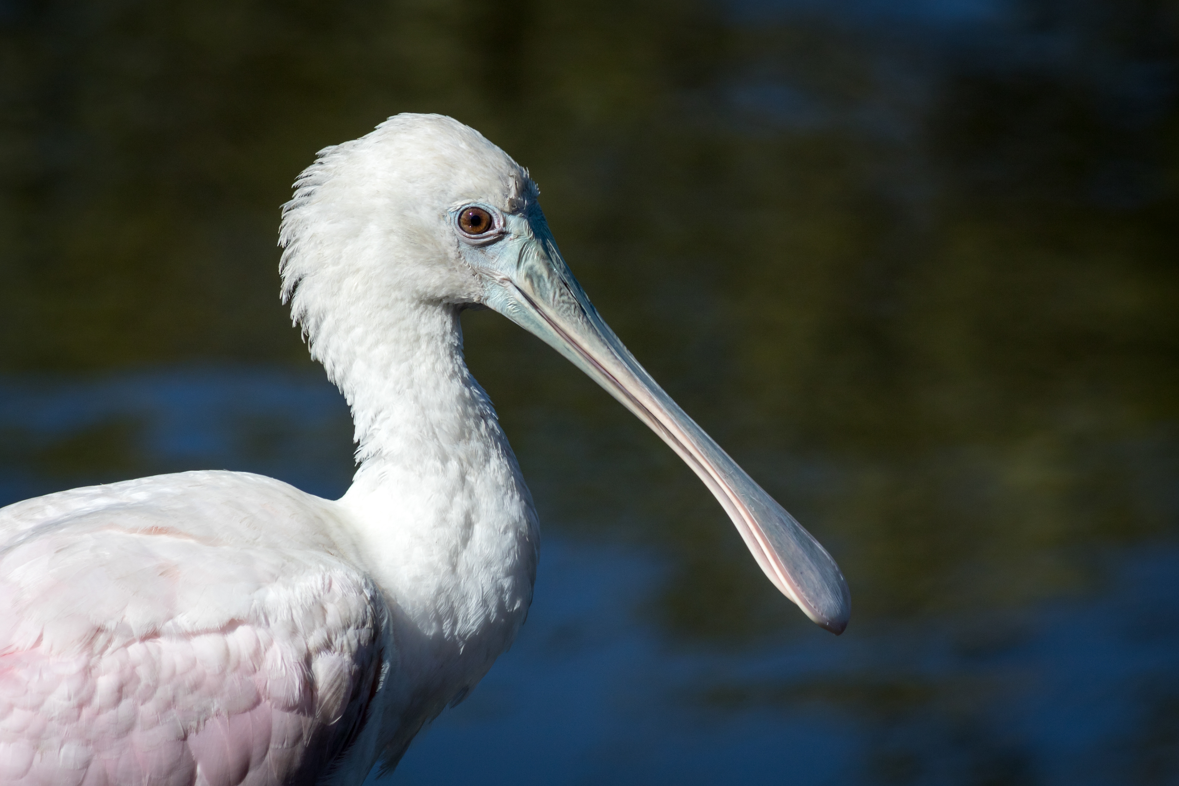 Roseate Spoonbill - Florida