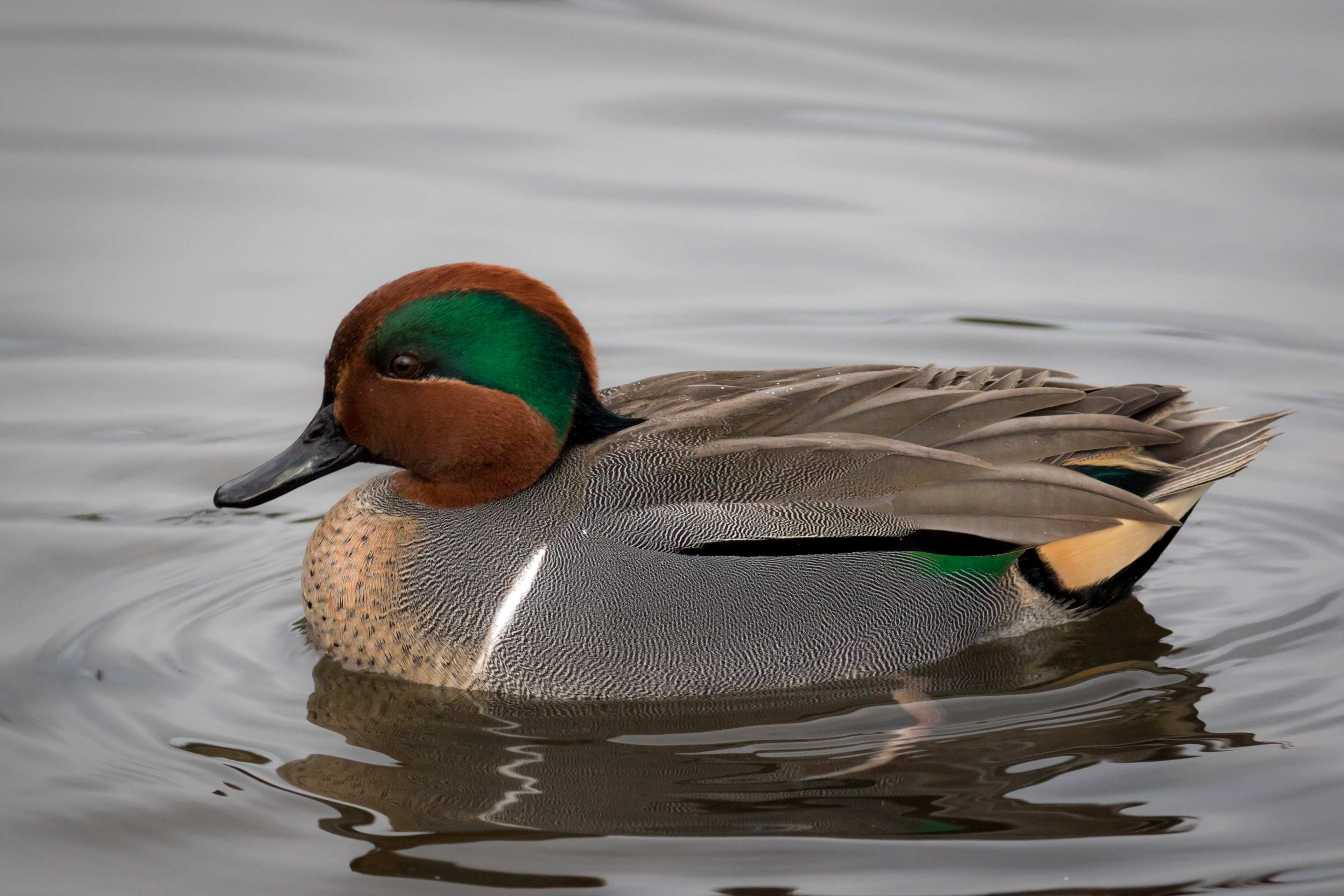 Green-winged Teal - male - BC