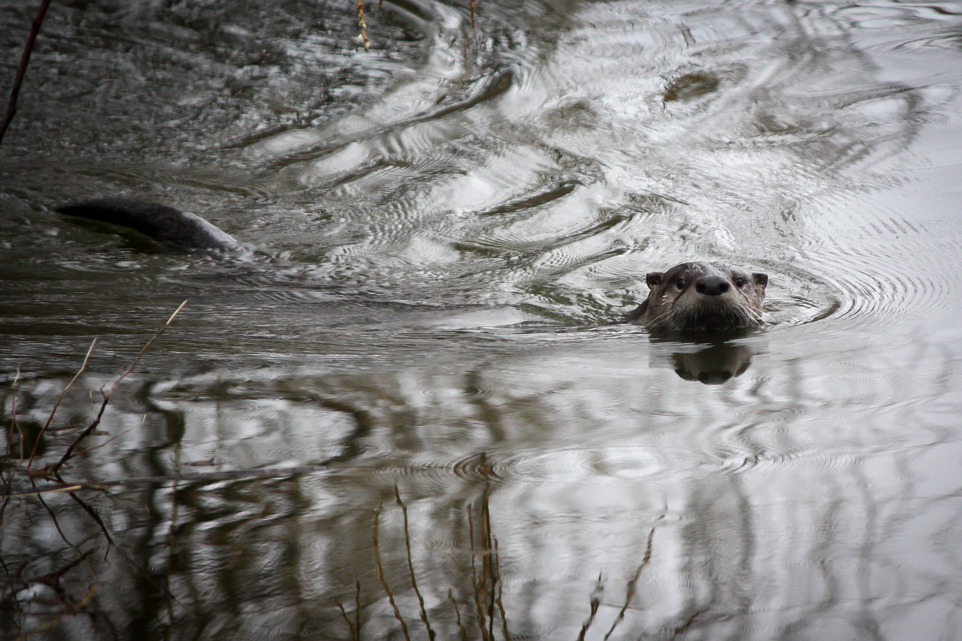 River Otter - BC