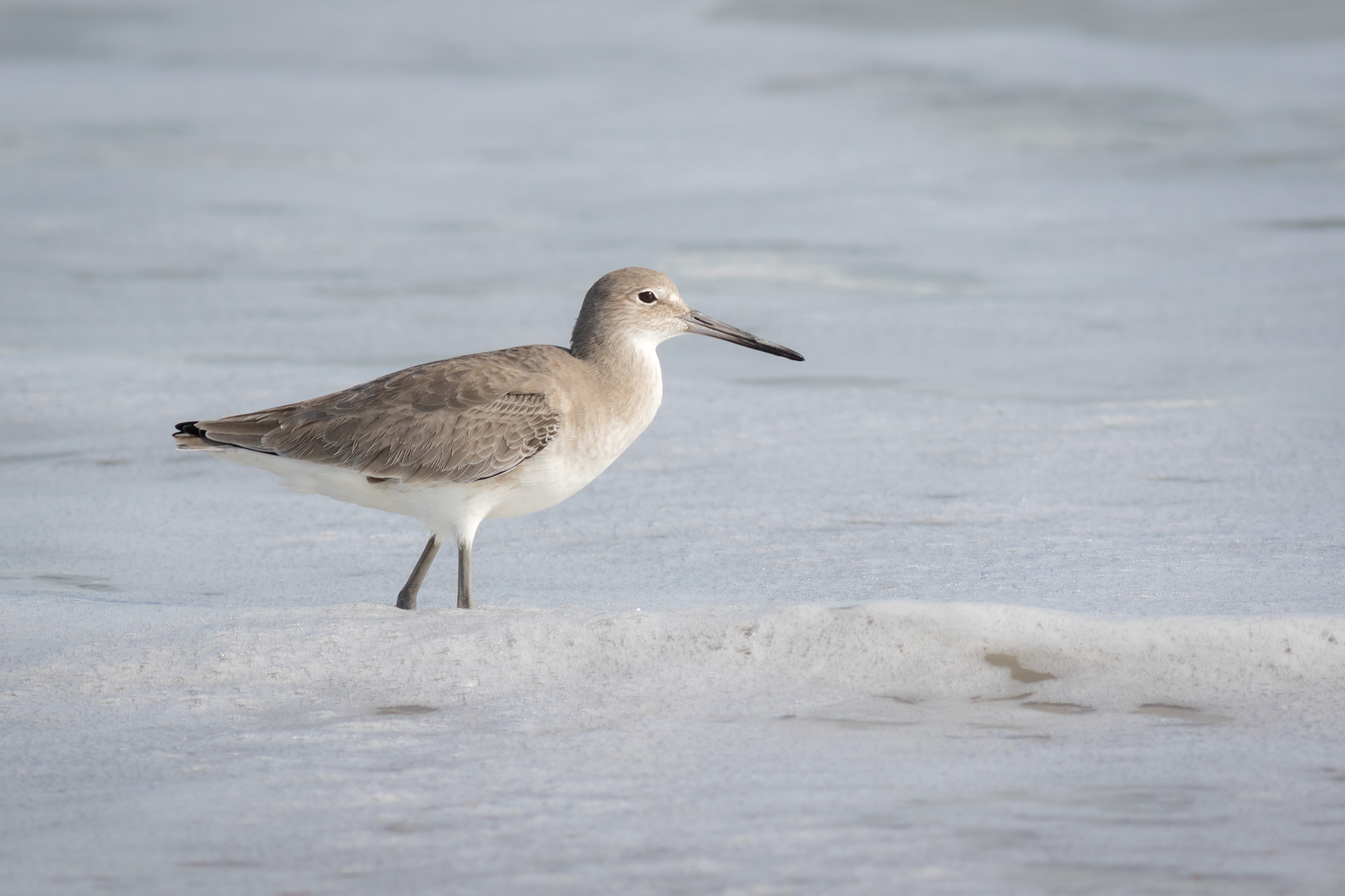 Willet - Florida
