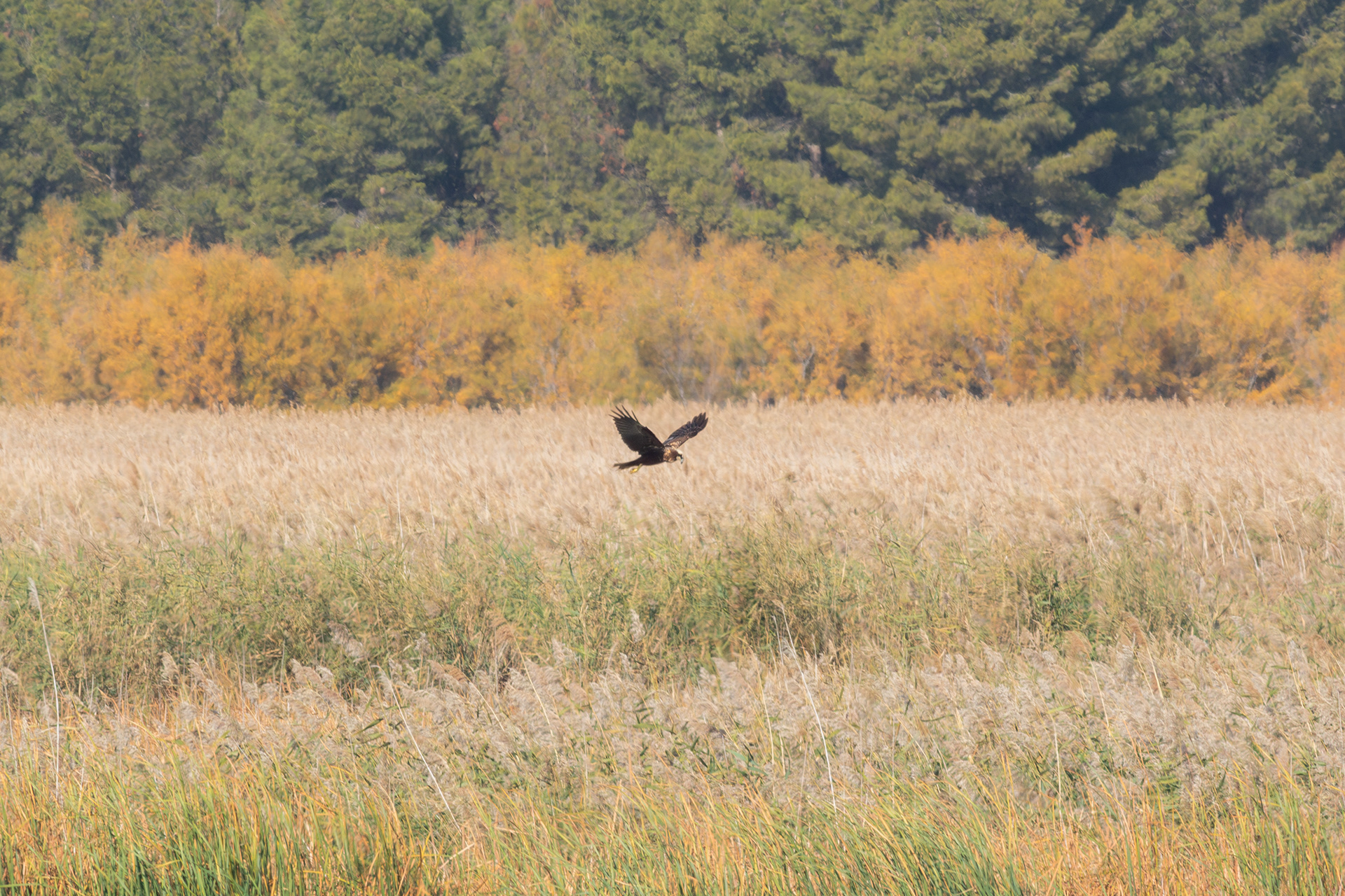 Marsh Harrier