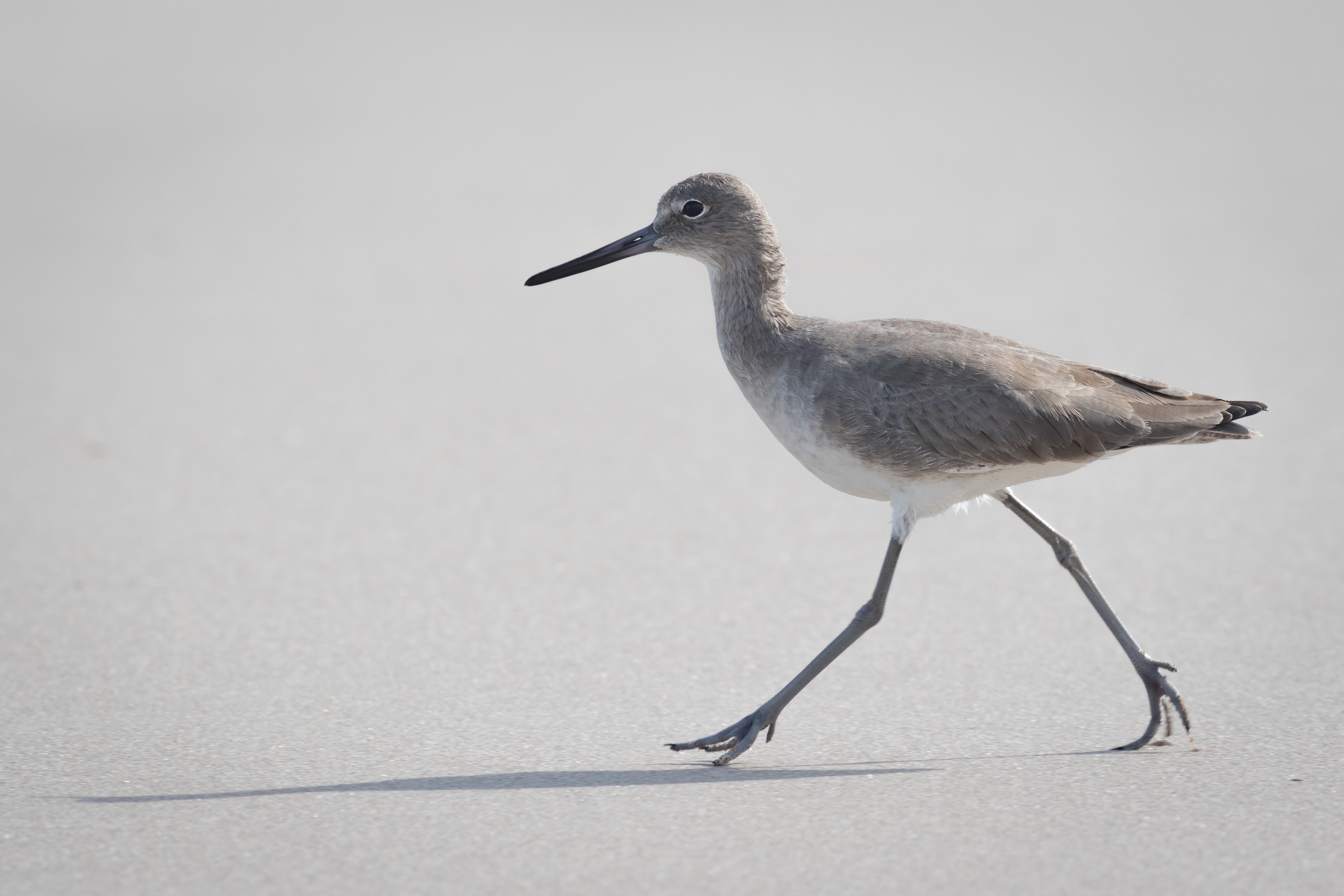 Willet - Florida
