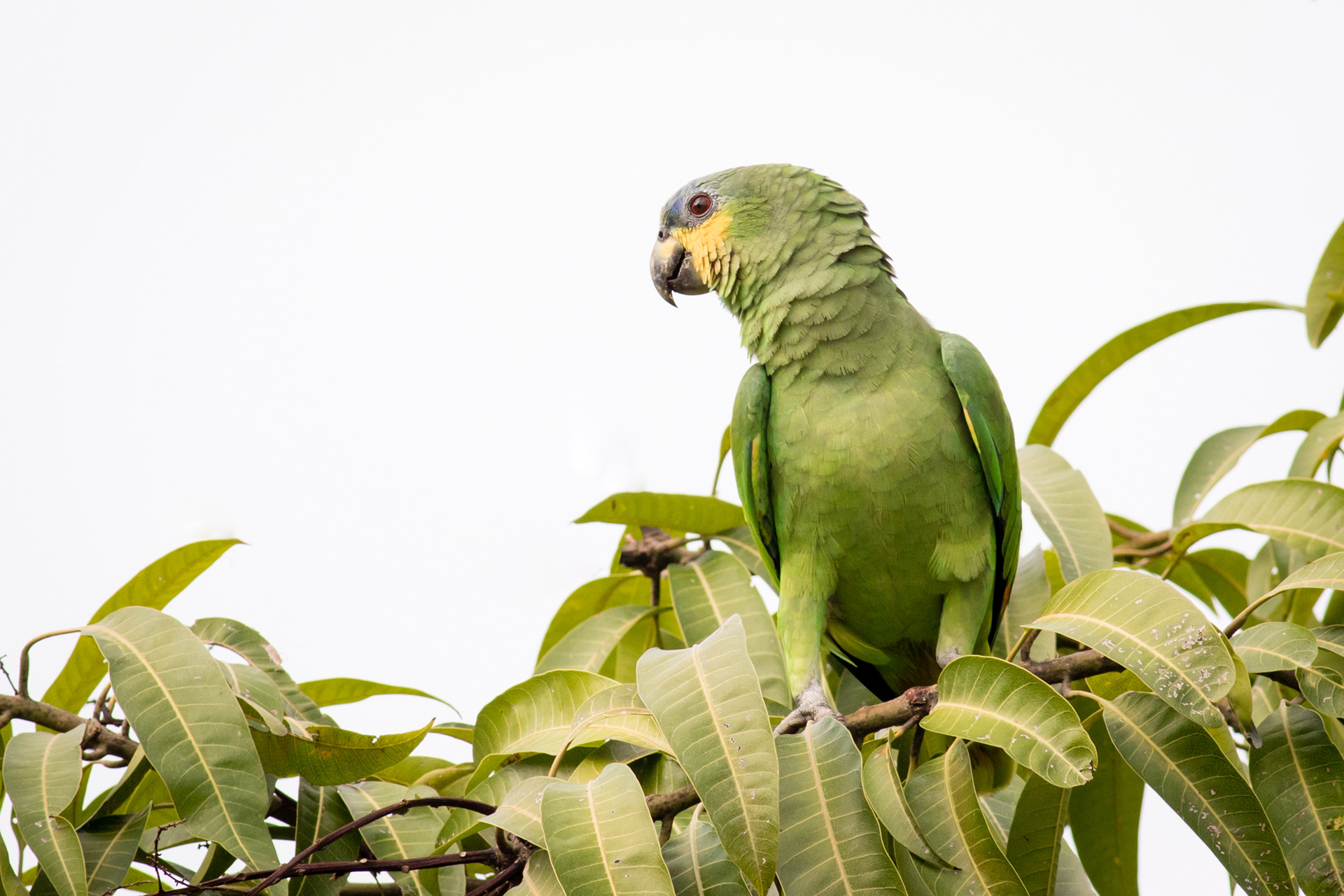 Orange-winged Amazon