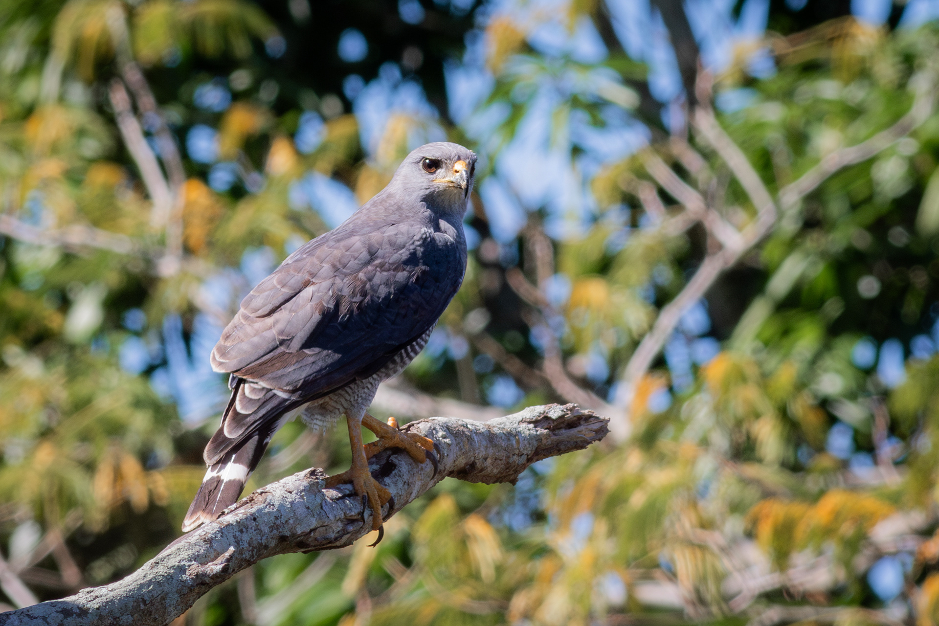Gray Hawk - Nayarit