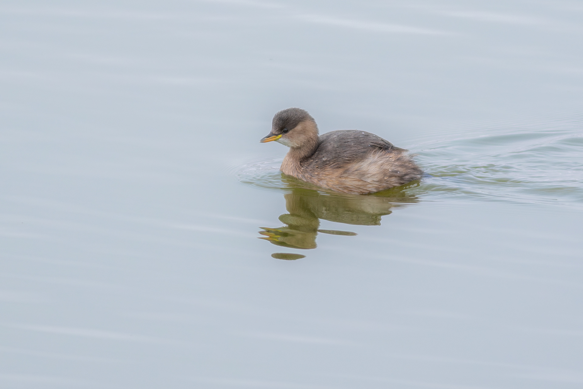 Little Grebe