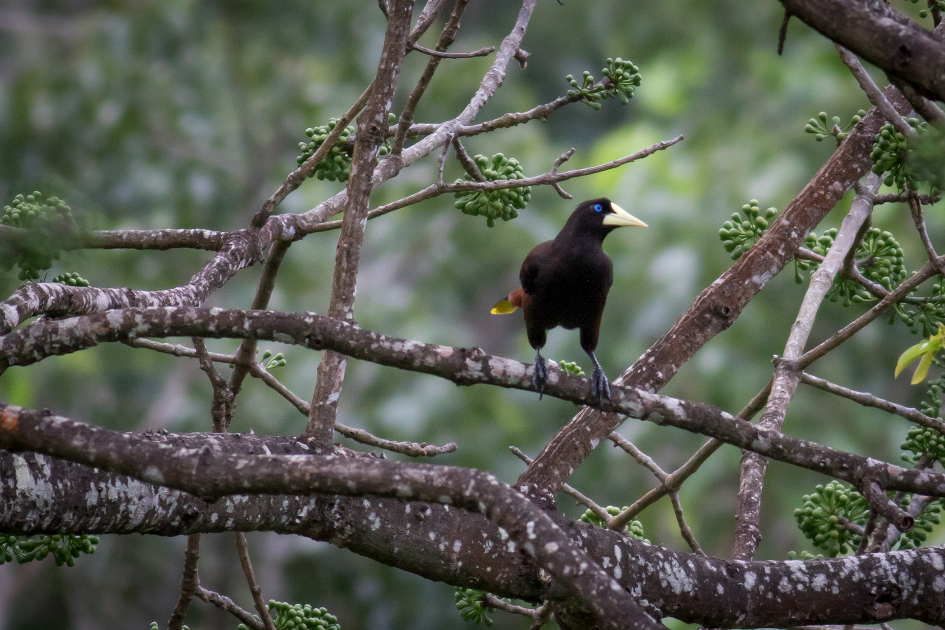 Crested Oropendola