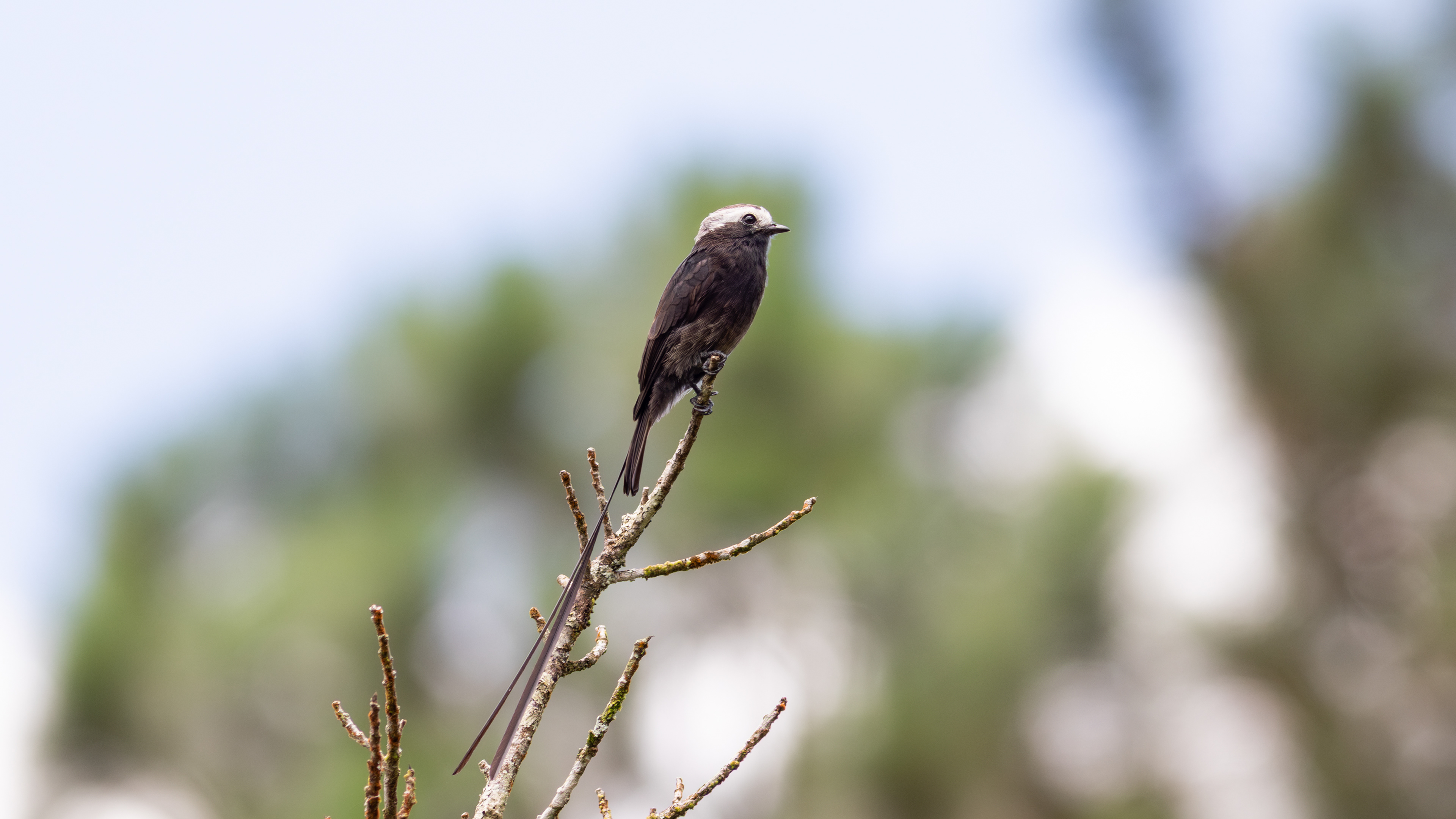 Long-tailed Tyrant - Aranal Observatory
