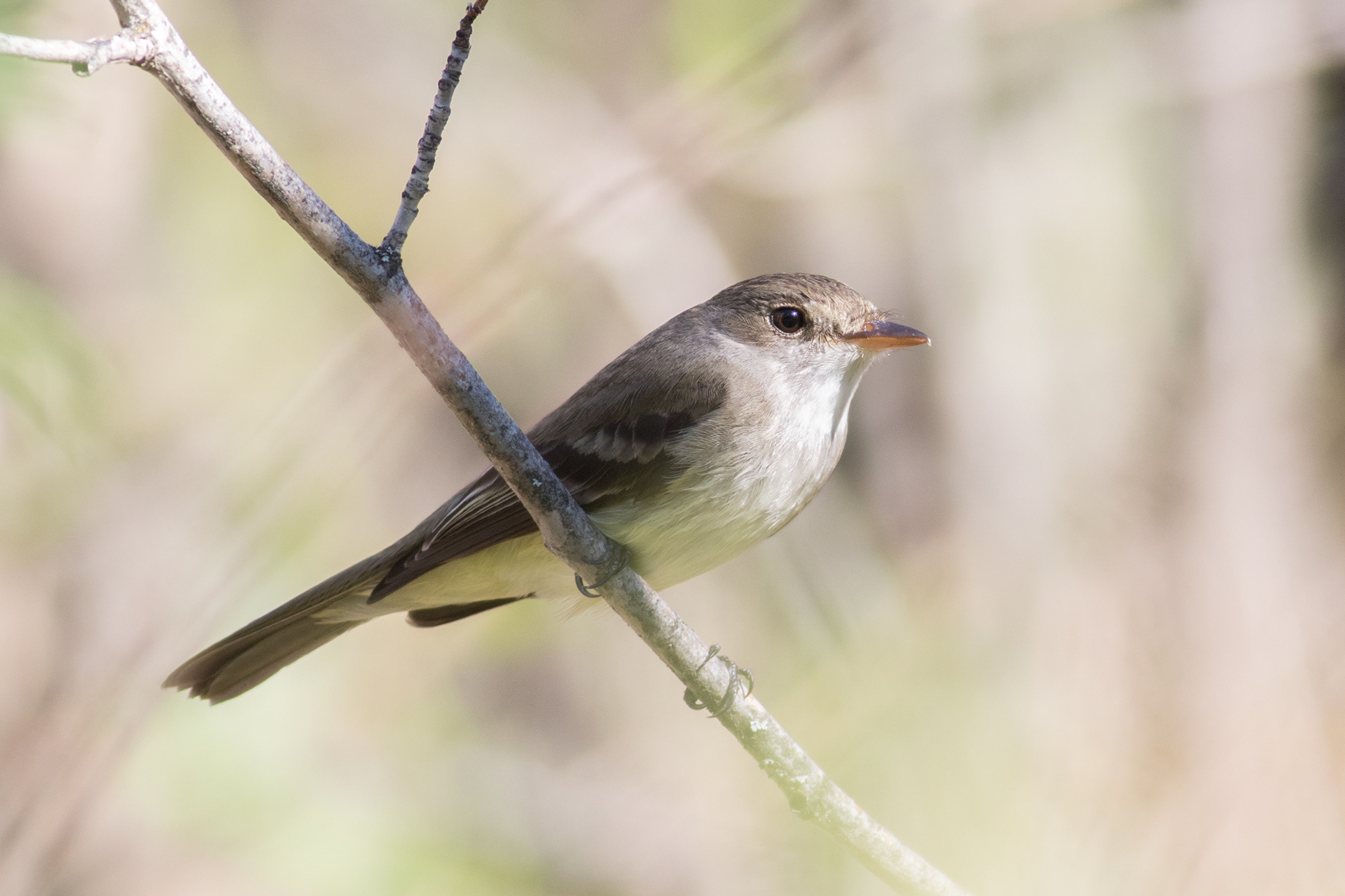 Willow Flycatcher - BC