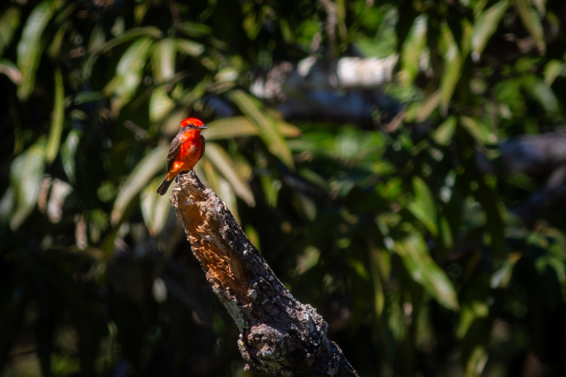 Vermillion Flycatcher, male - Nayarit