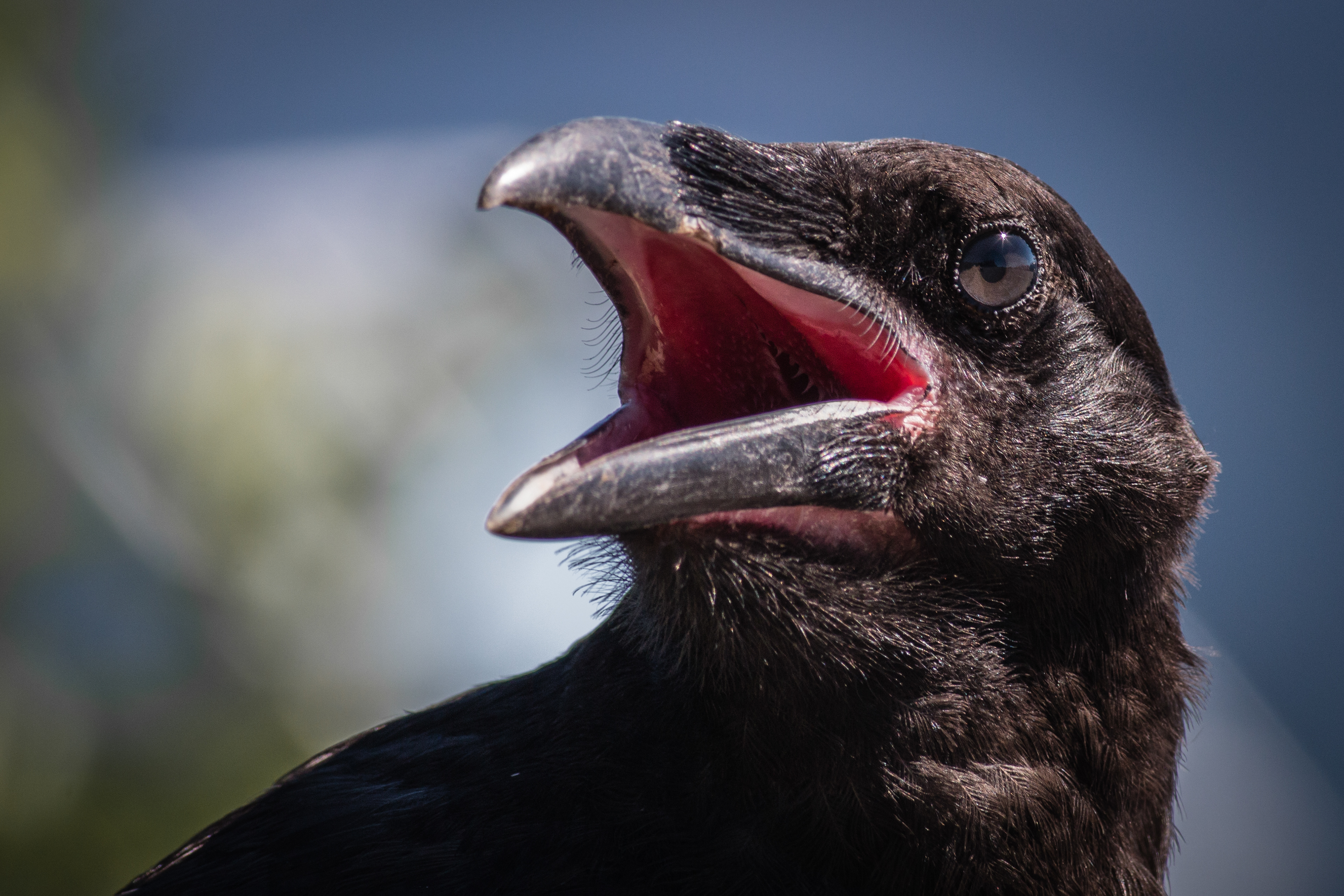Common Raven - juvenile - BC