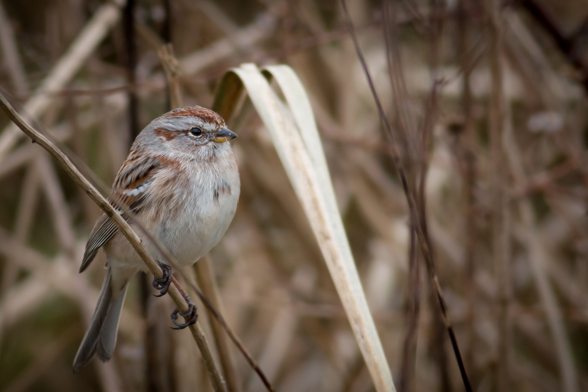 American Tree Sparrow - BC