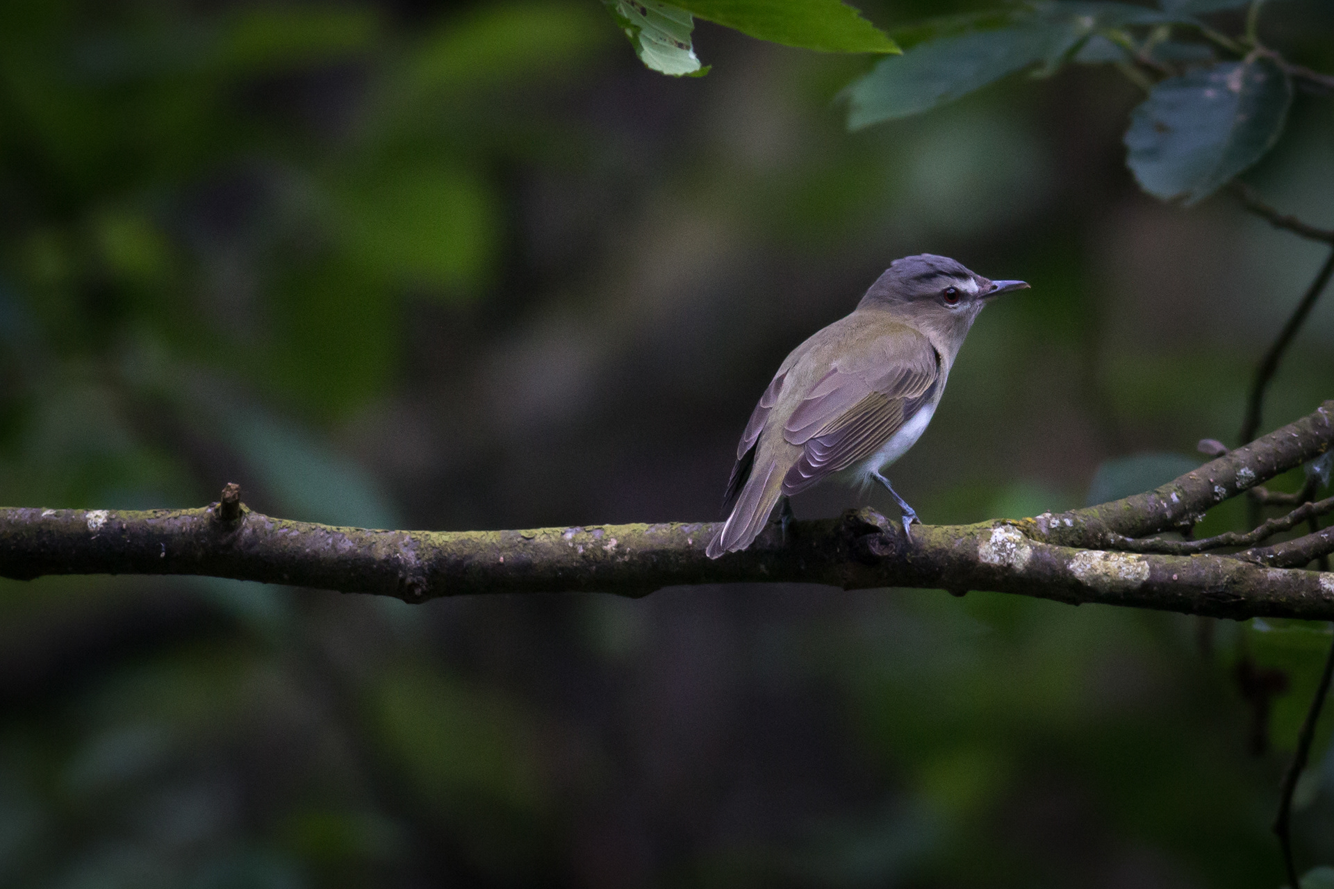 Red-eyed Vireo - BC