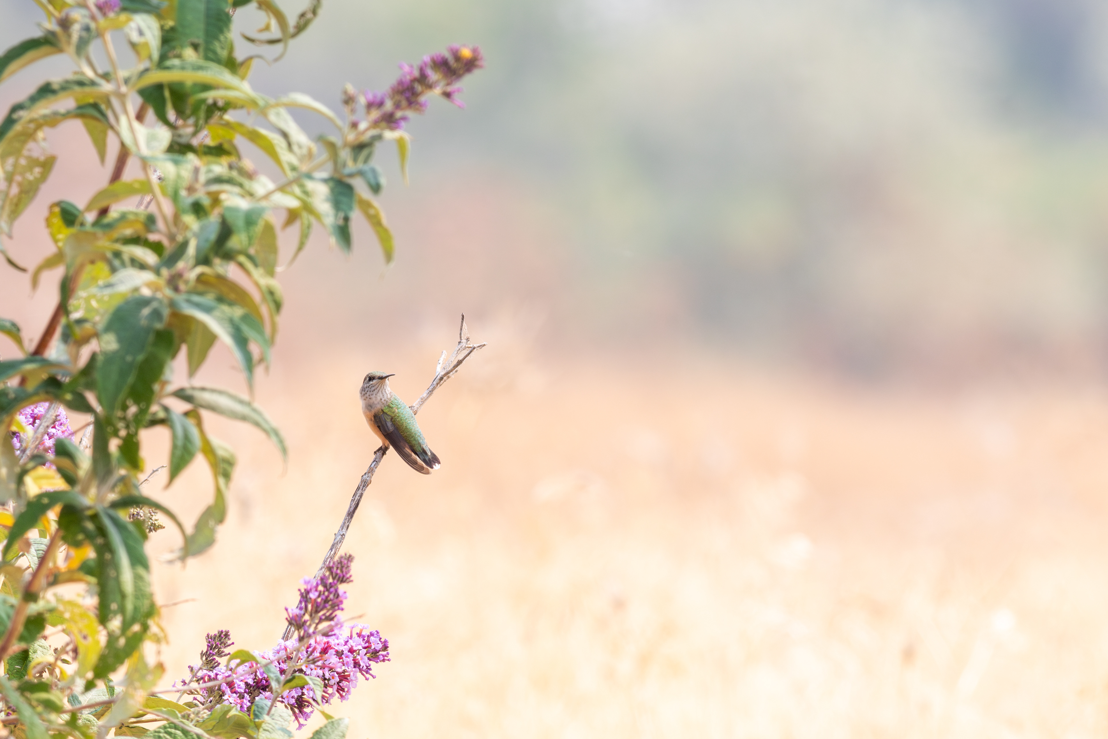 Black-chinned Hummingbird, female - Idaho