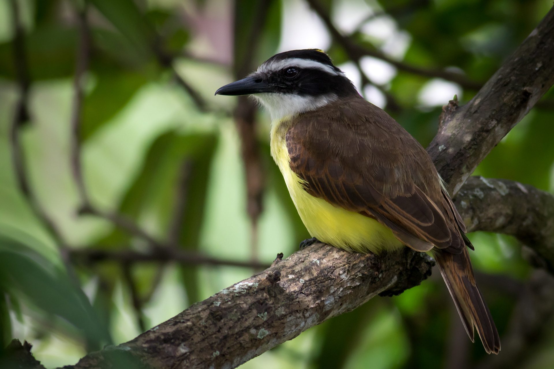 Great Kiskadee