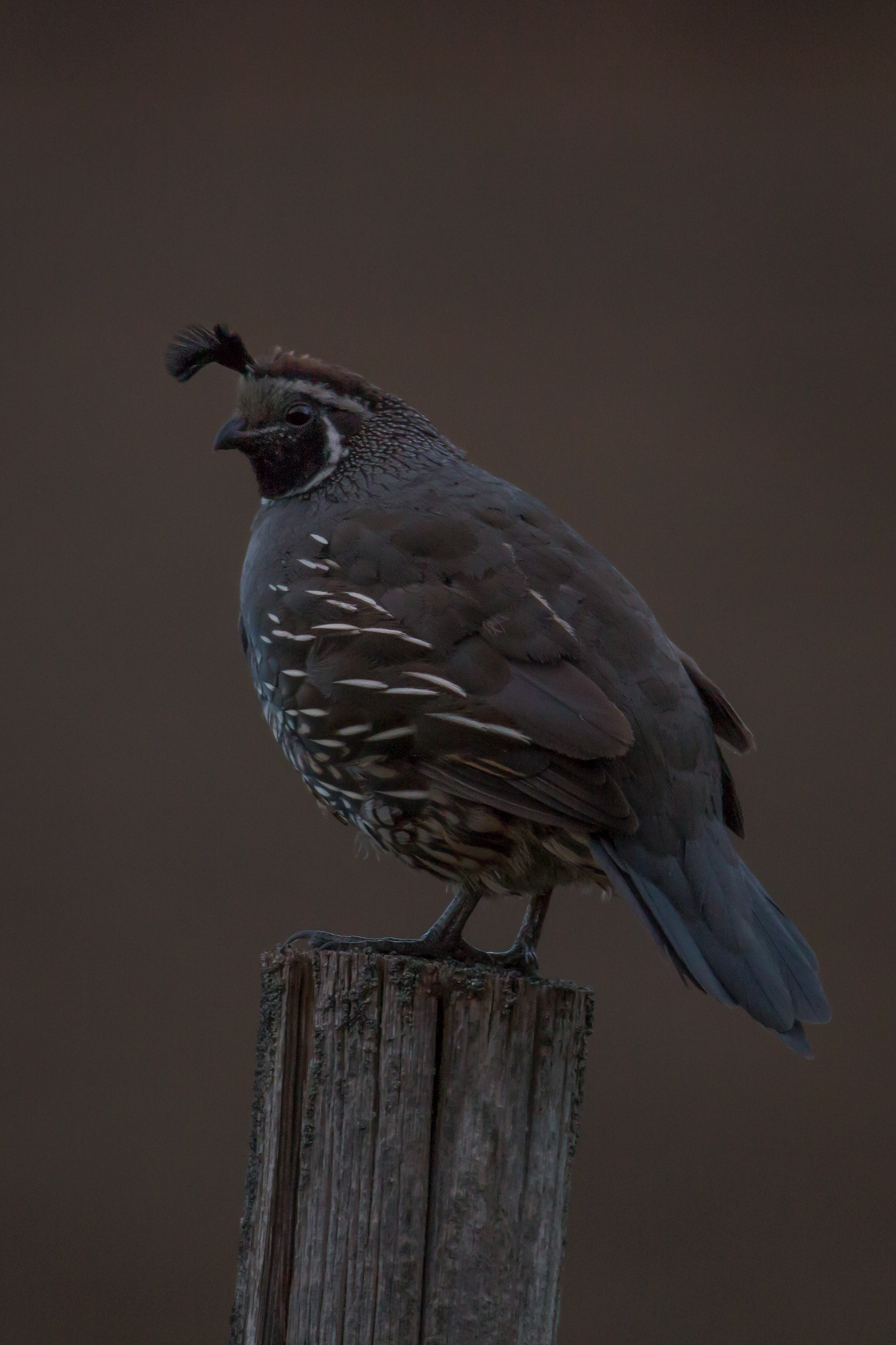 California Quail - male - BC