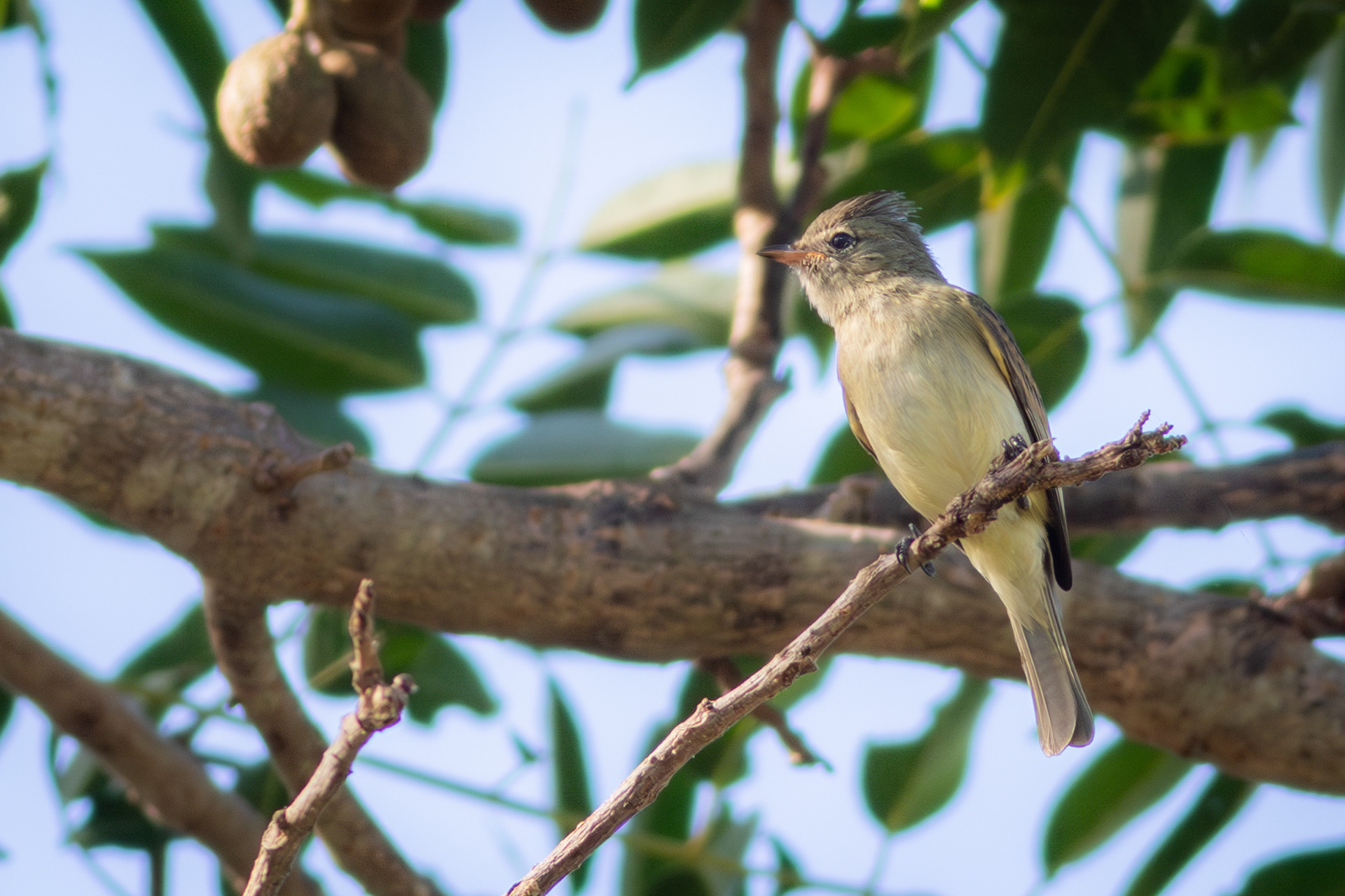 Northern Beardless Tyrannulet - Nayarit