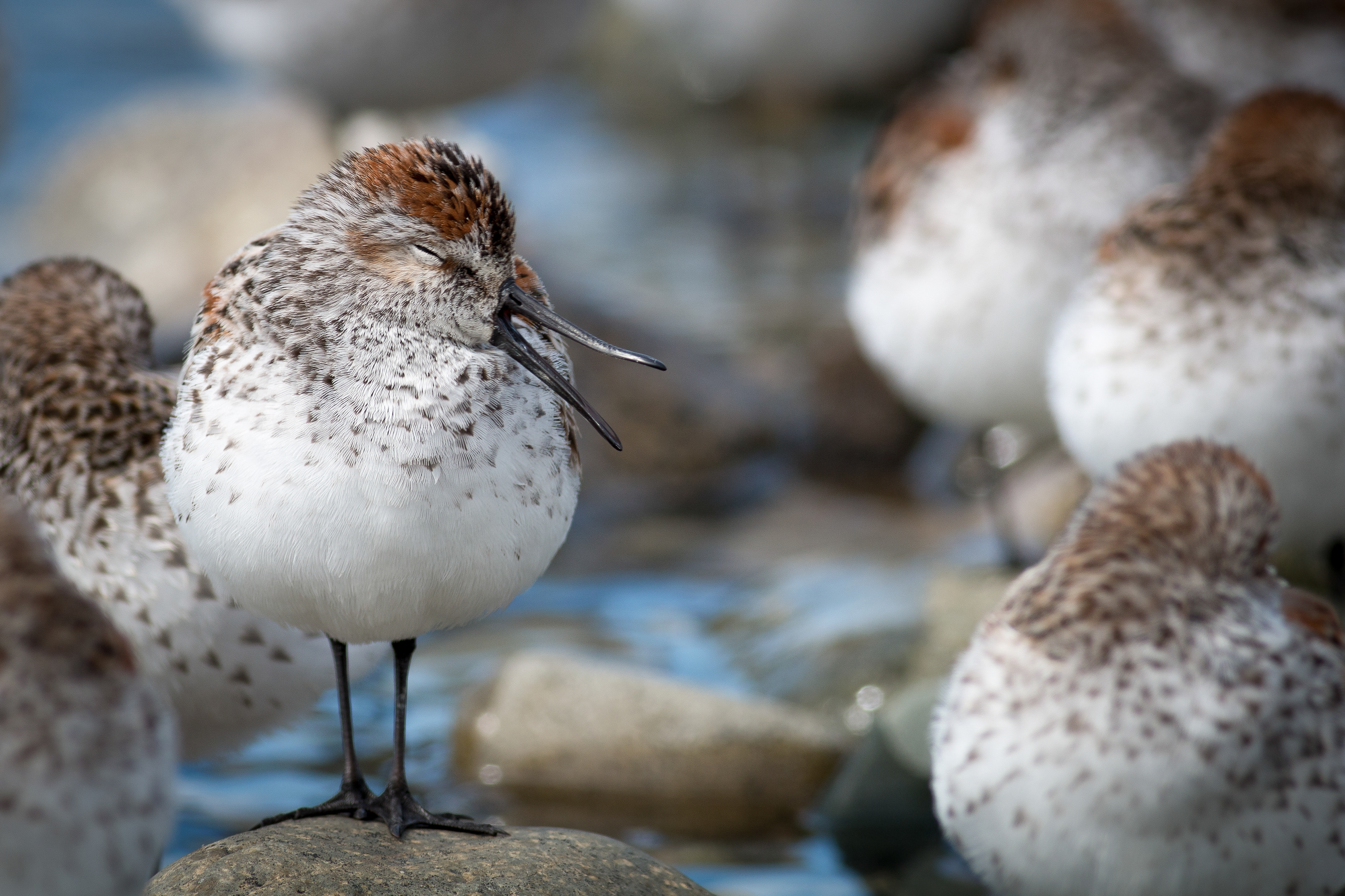 Western Sandpiper - BC