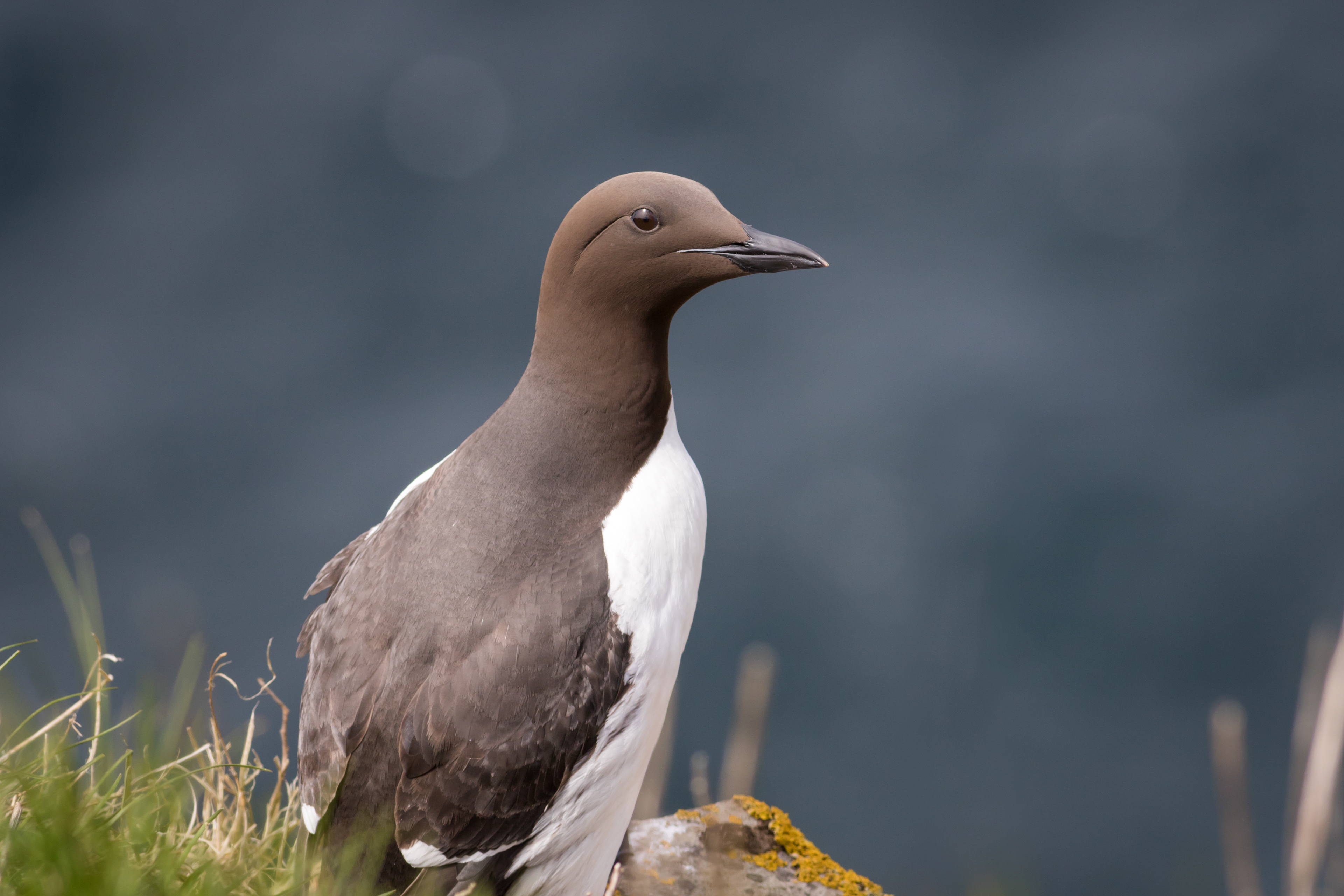 Common Murre - Newfoundland