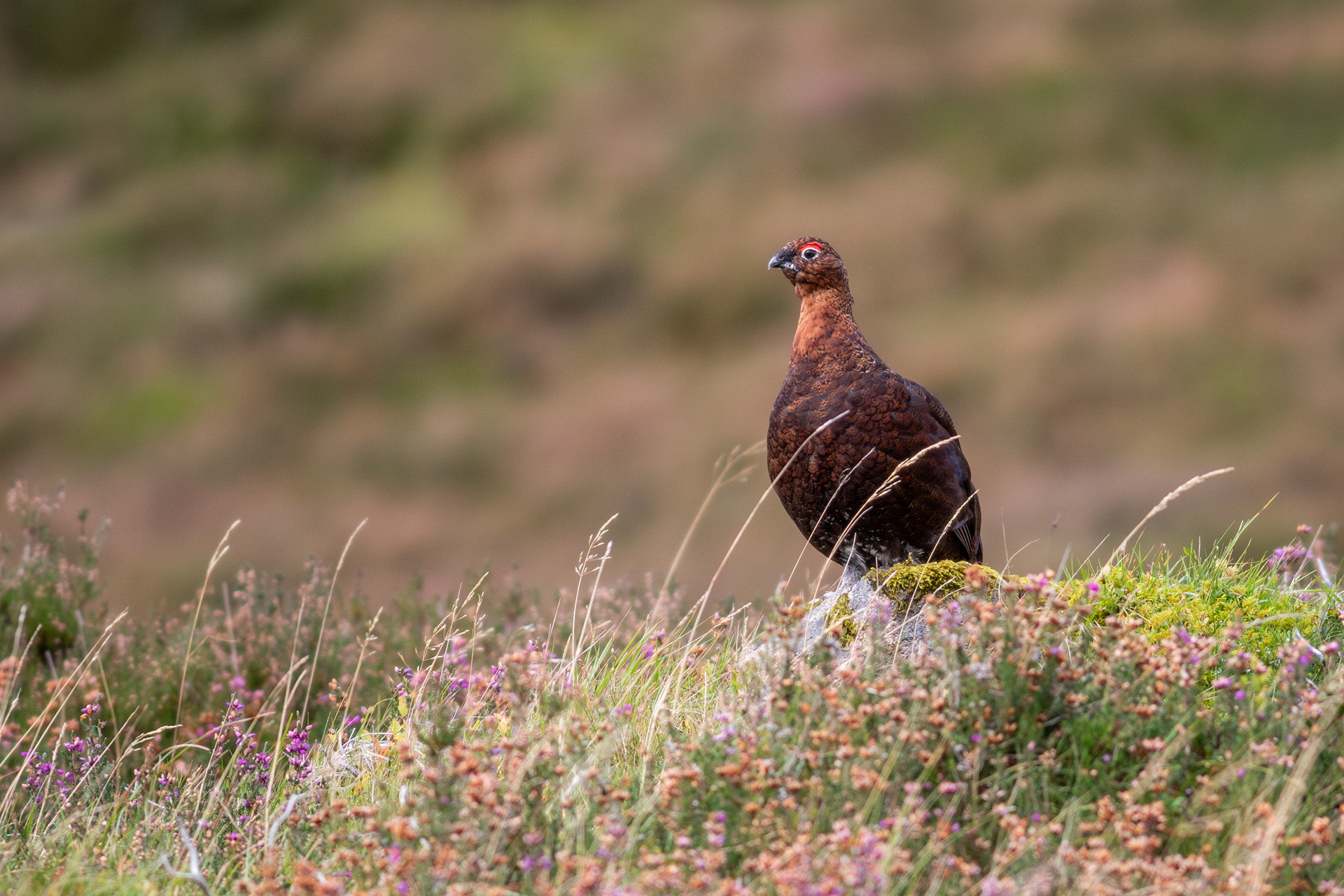 Red Grouse