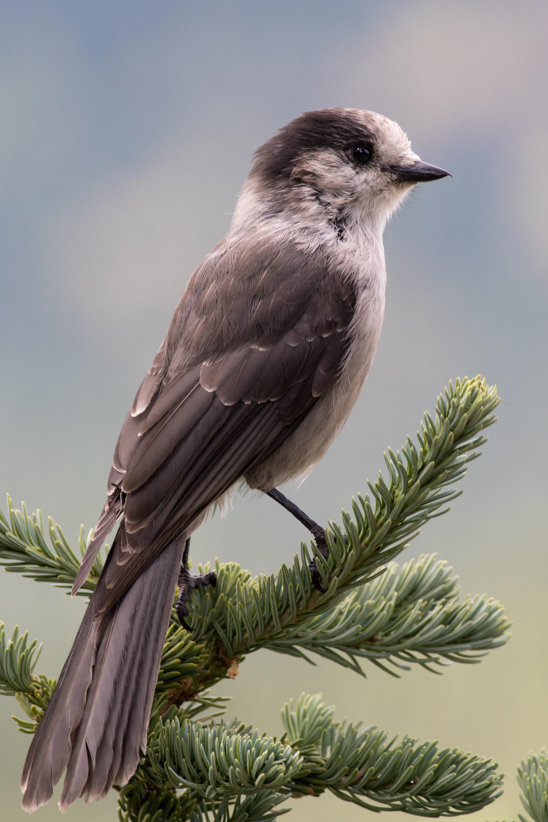 Canada Jay - BC