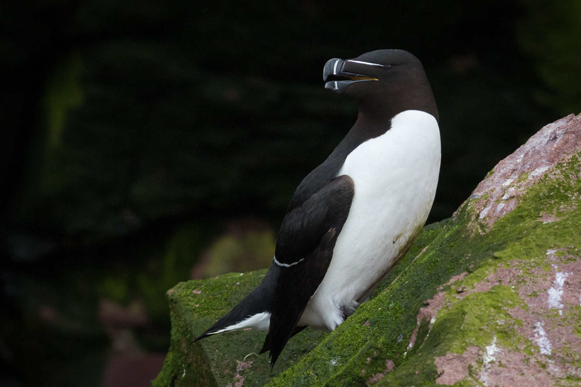 Razorbill - Newfoundland