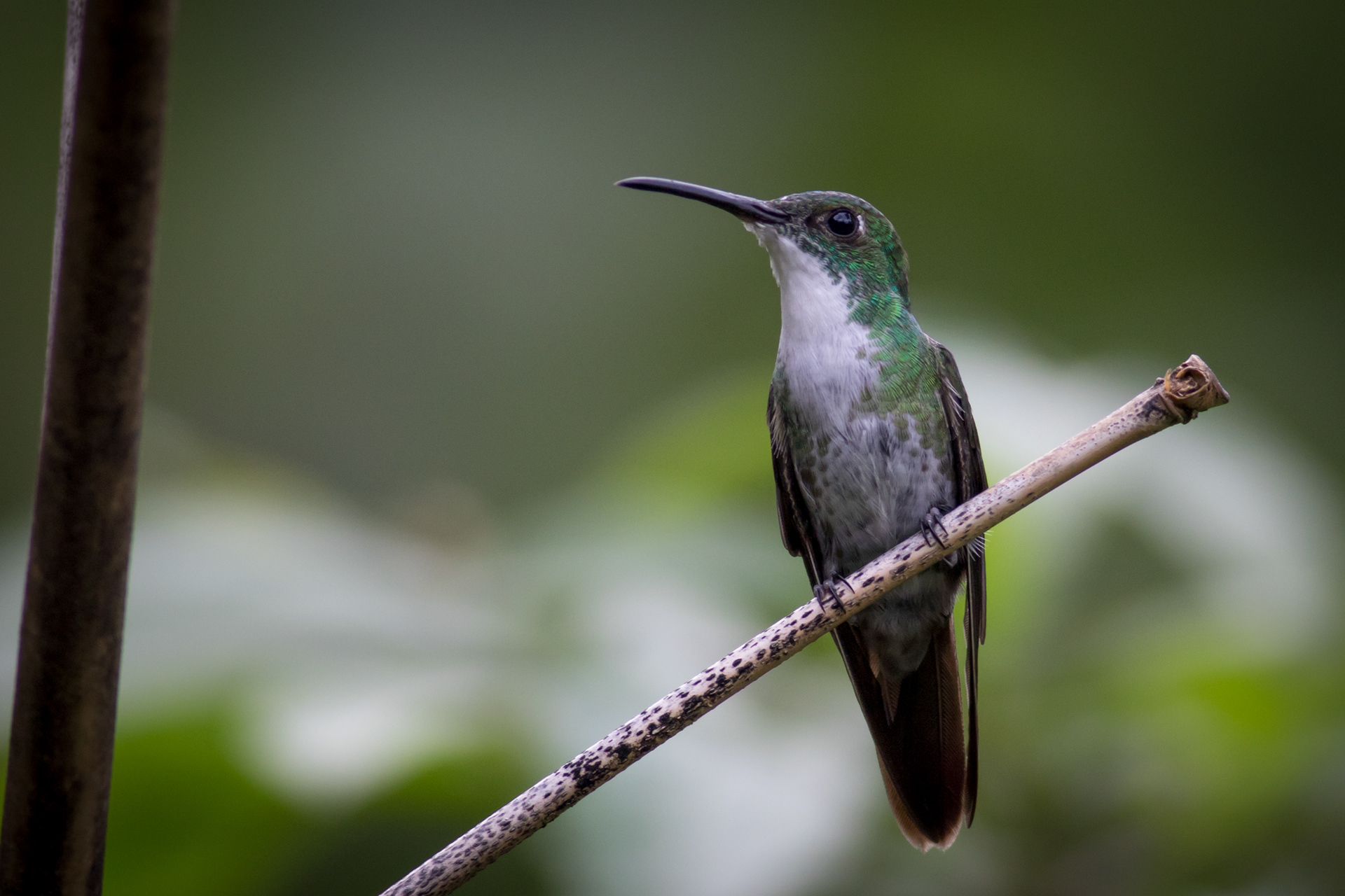 White-chested Emerald