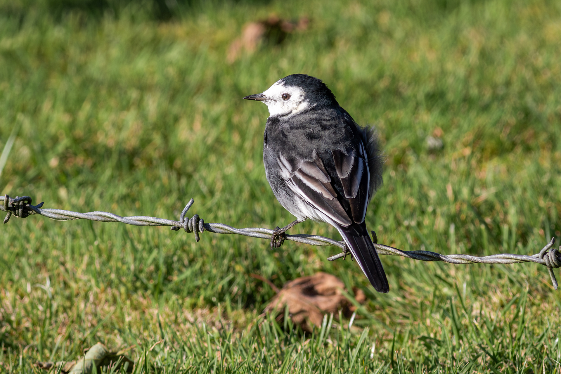 White Wagtail