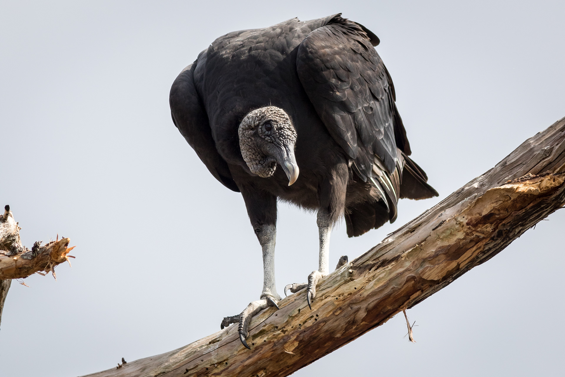Black Vulture - Florida