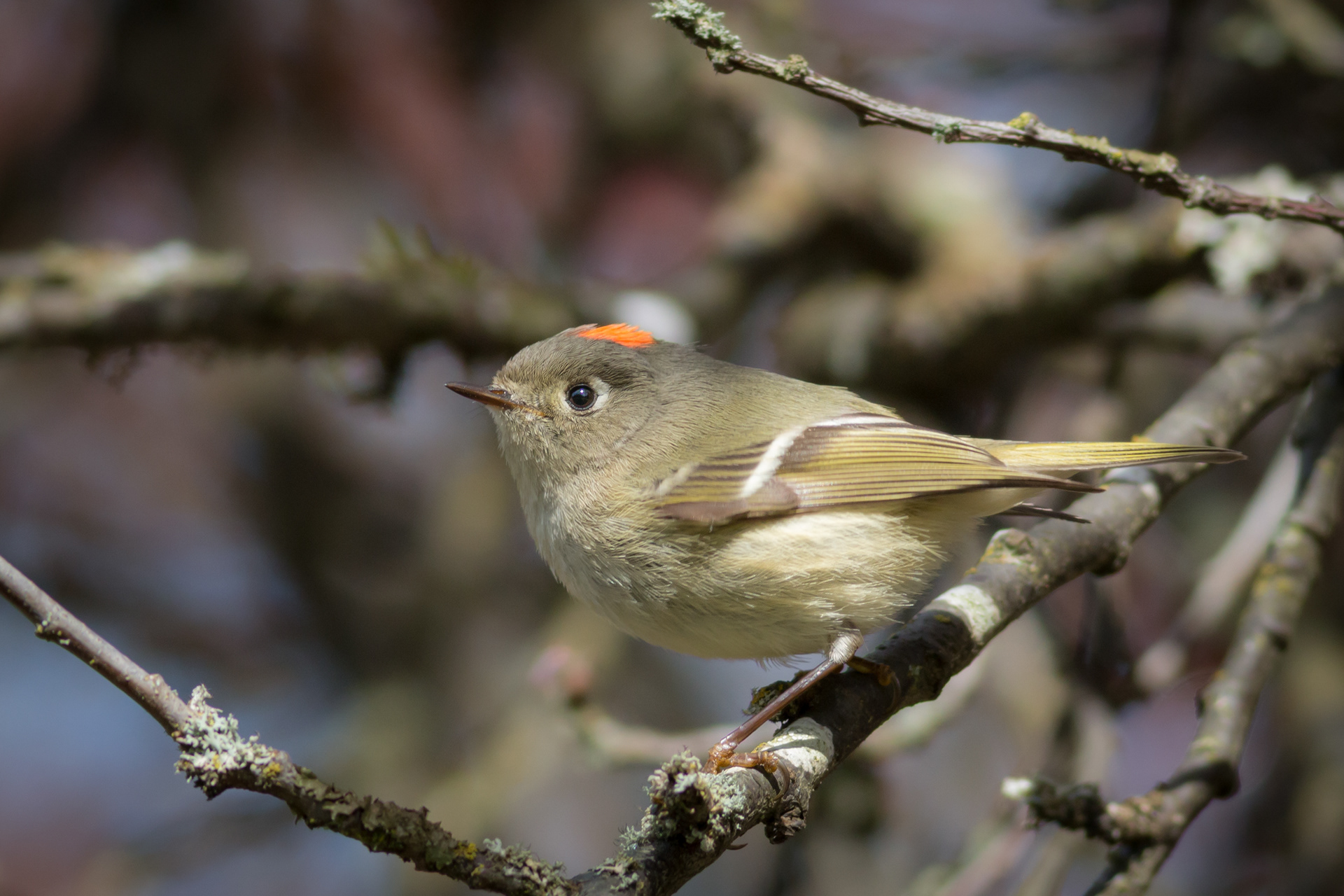 Ruby-crowned Kinglet - BC