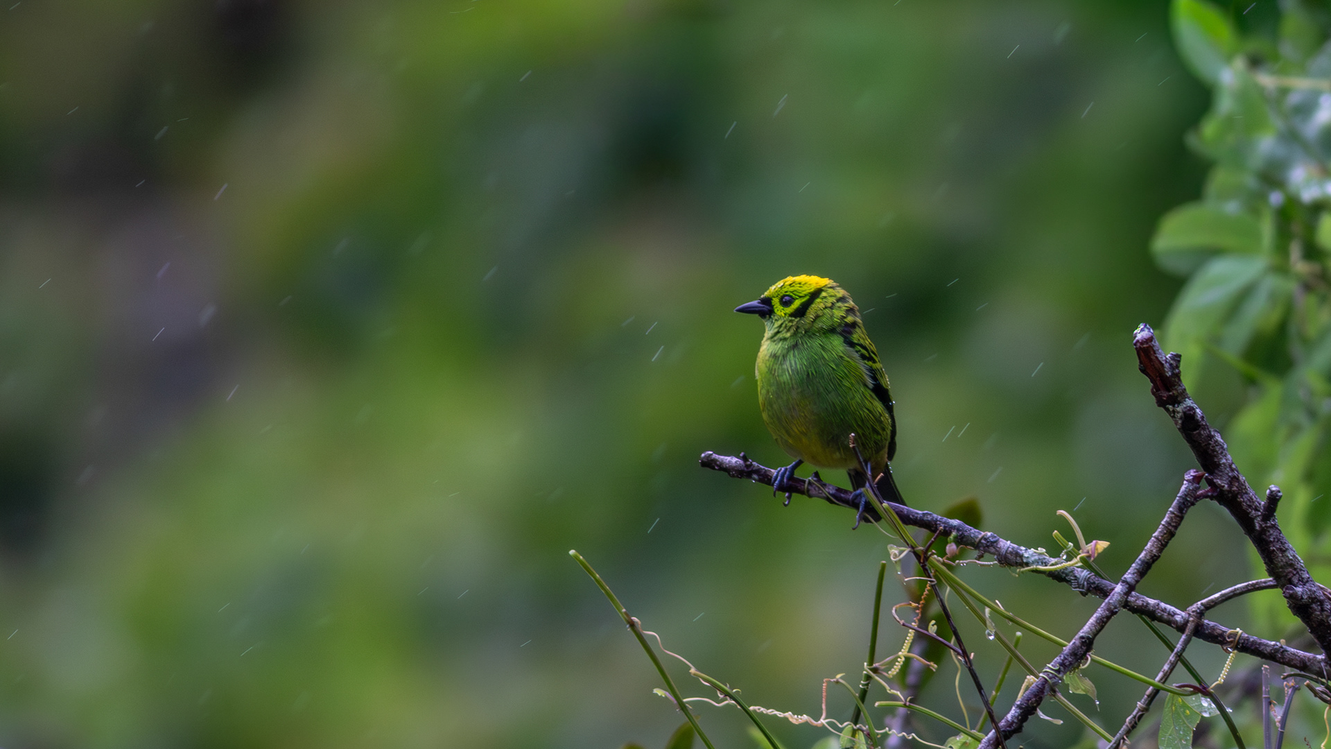 Emerald Tanager - Aranal Observatory