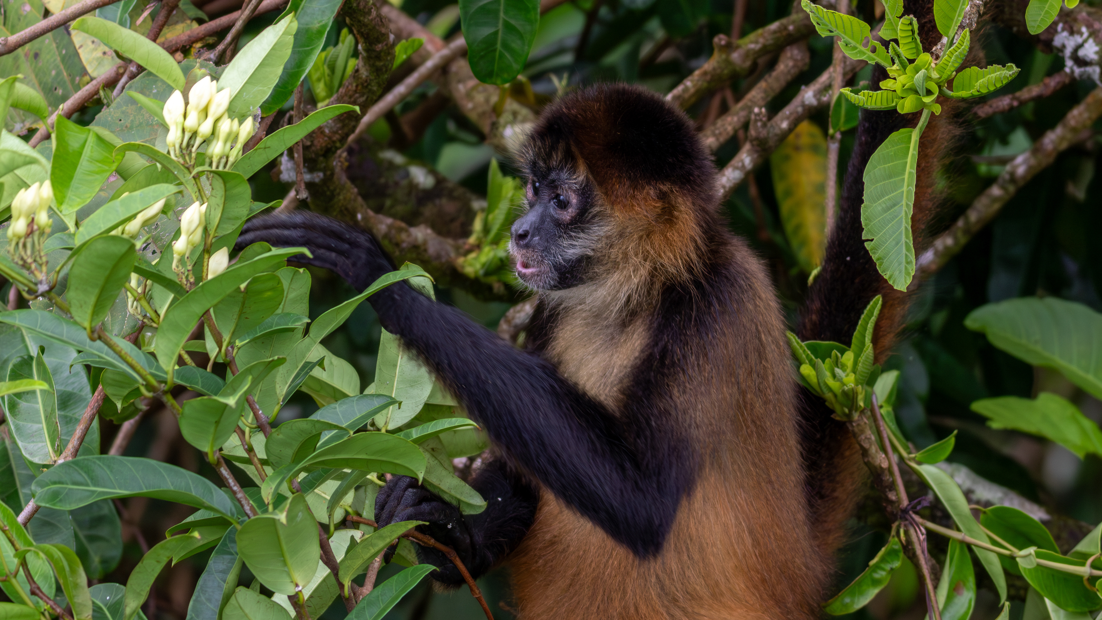 Spider Monkey - Aranal Observatory