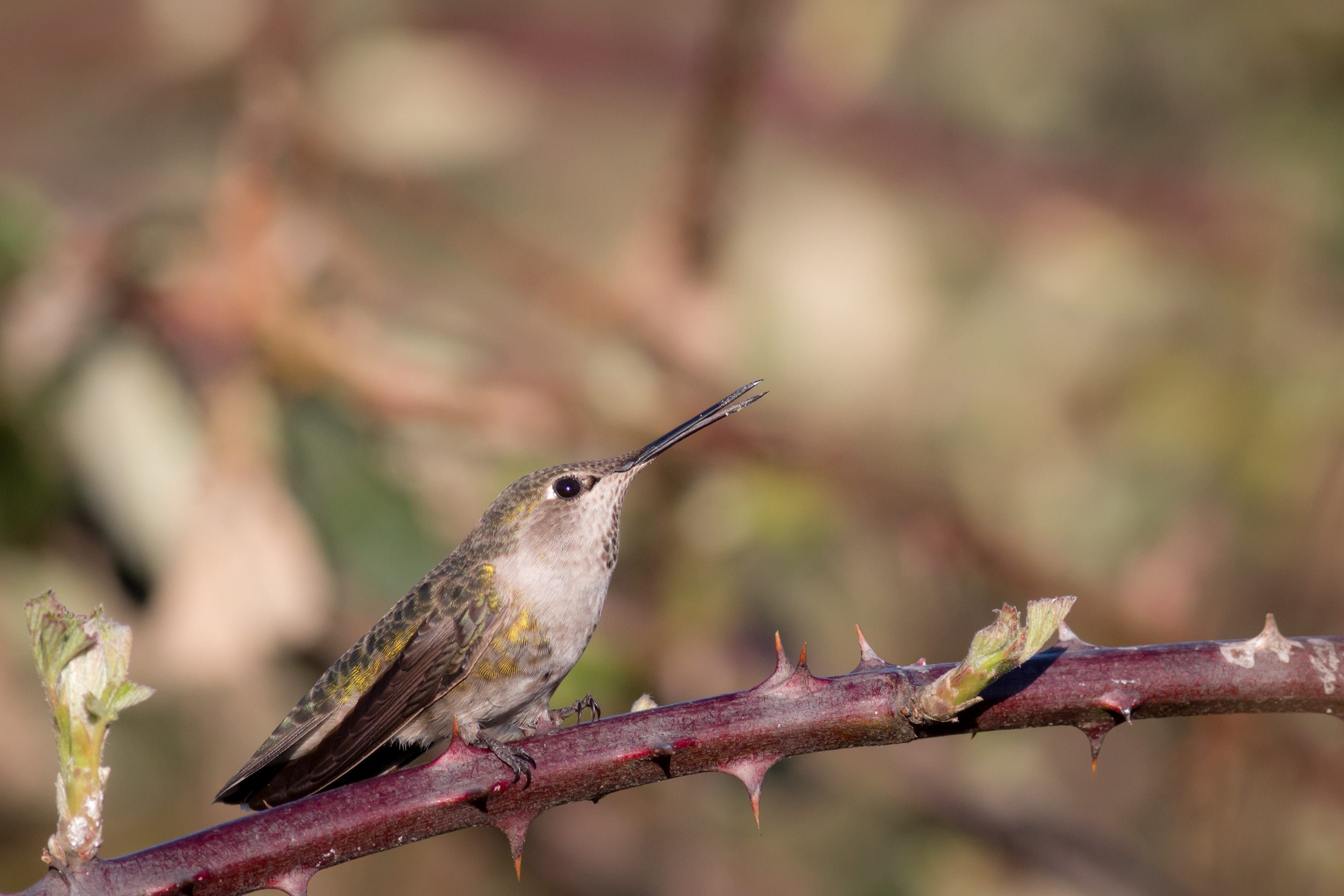 Anna's Hummingbird, female