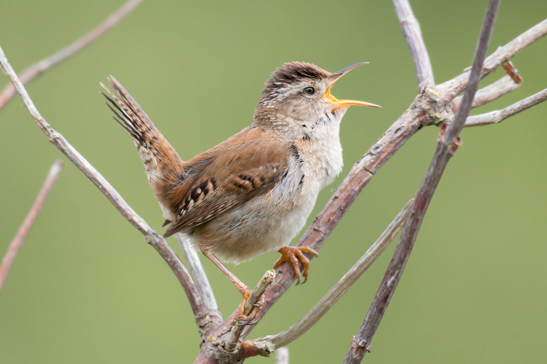 Marsh Wren - BC
