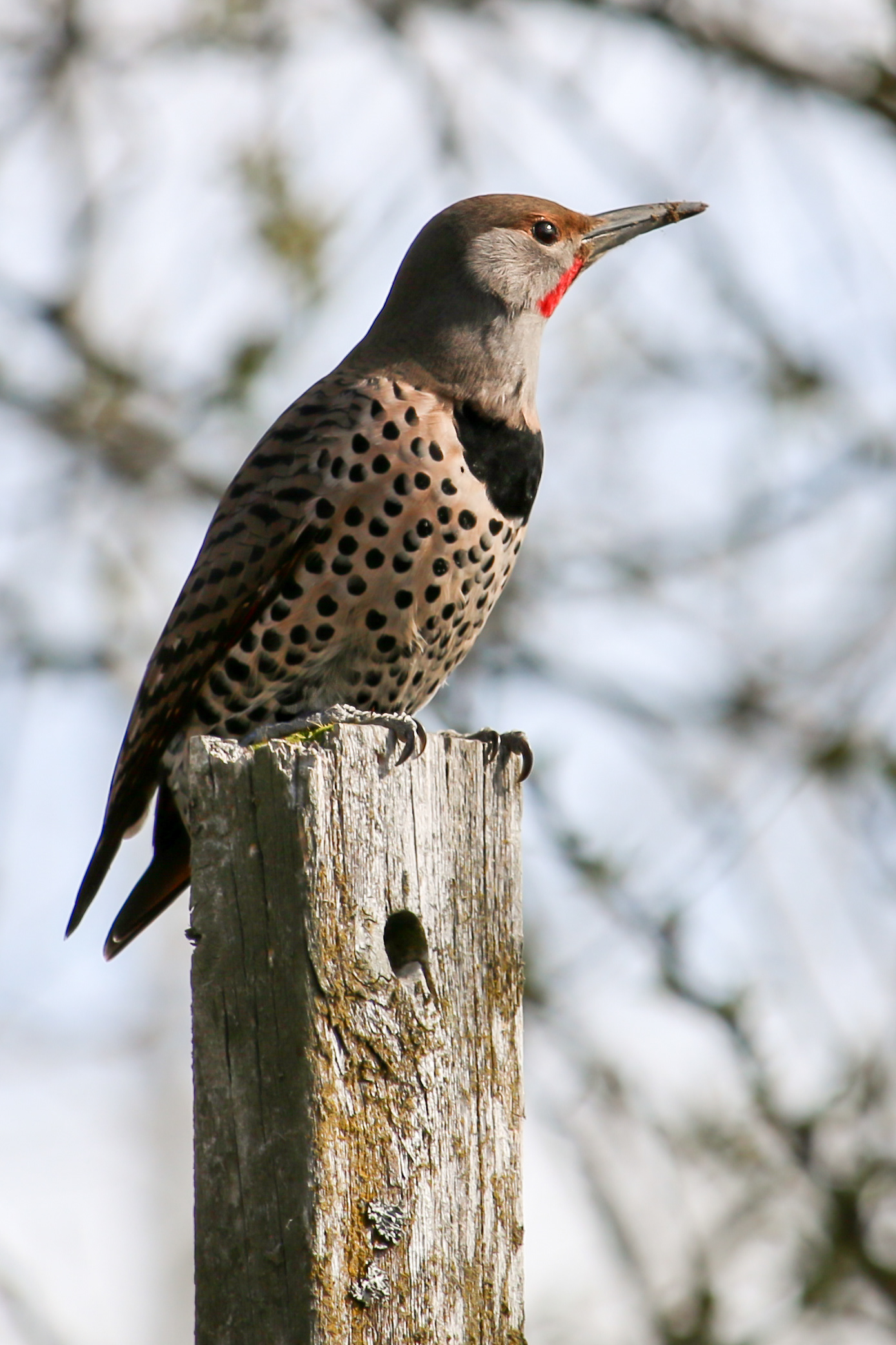 Northern Flicker - BC