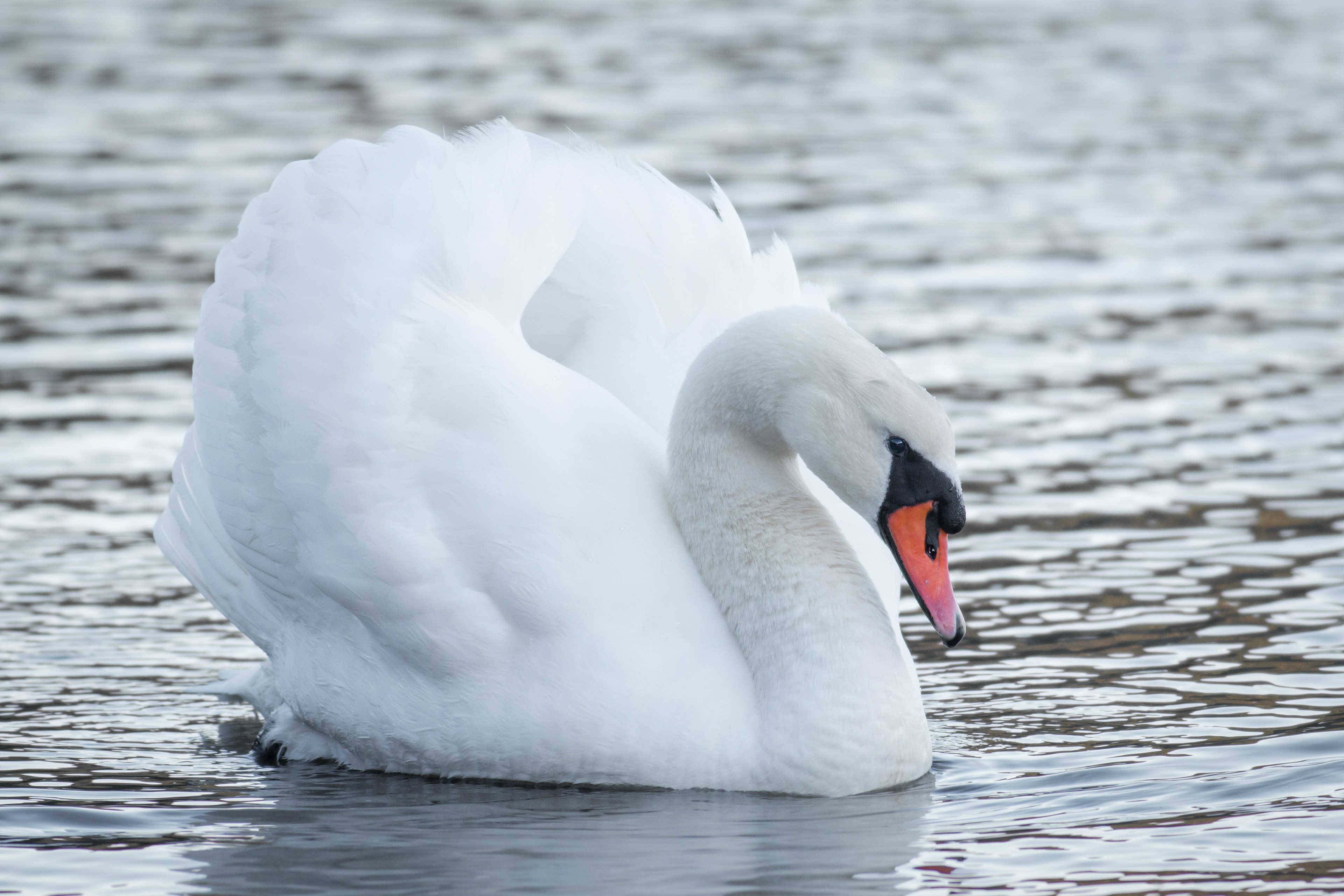 Mute Swan - BC